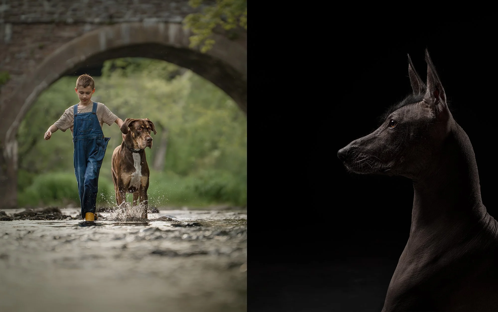 Studio vs. Location Pet Photography: Which Session Is Right for You?