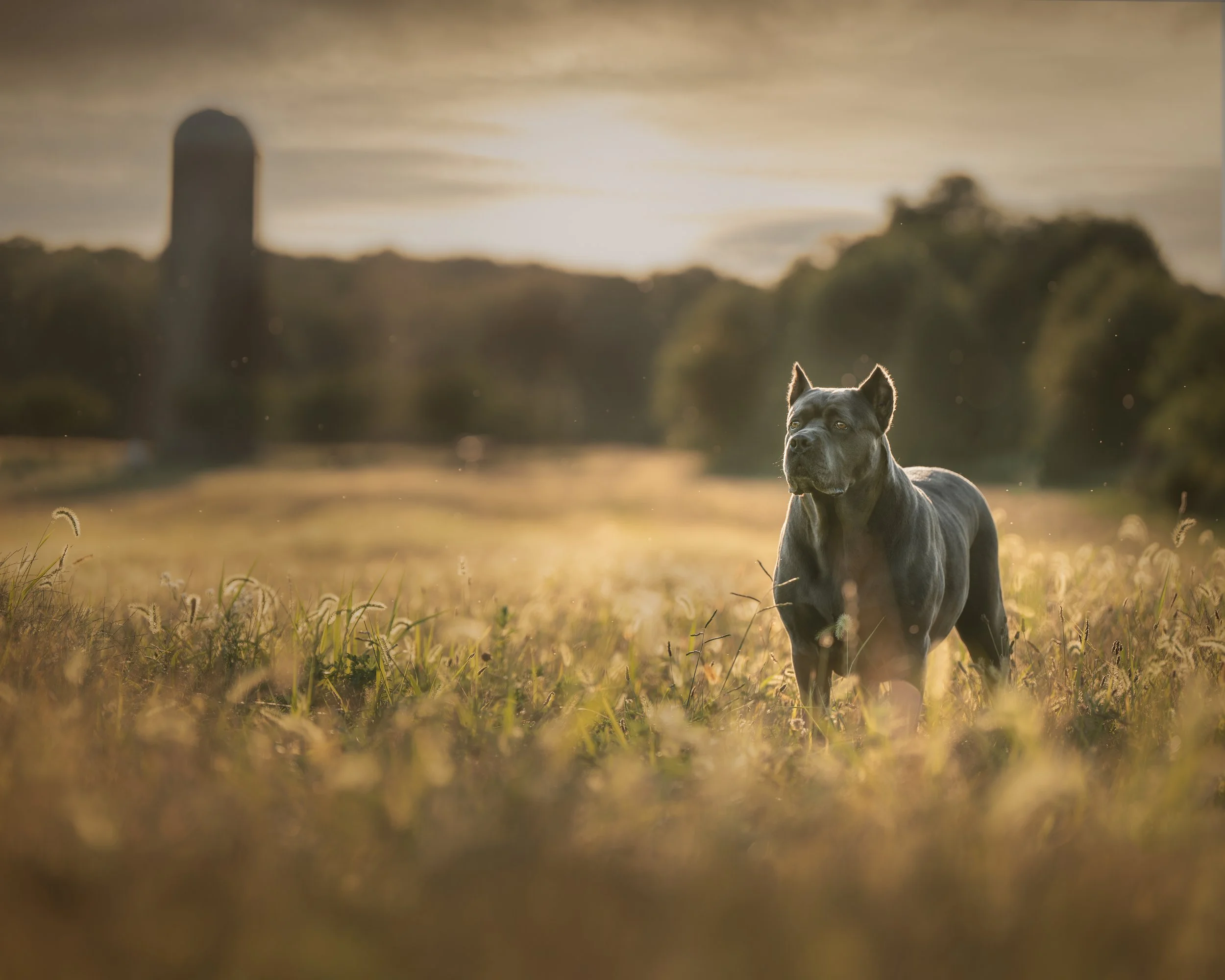 Fine art outdoor dog portrait of a Cane Corso standing in a golden field at sunset, photographed in New Jersey by Woof House Studio, Nadia Itani