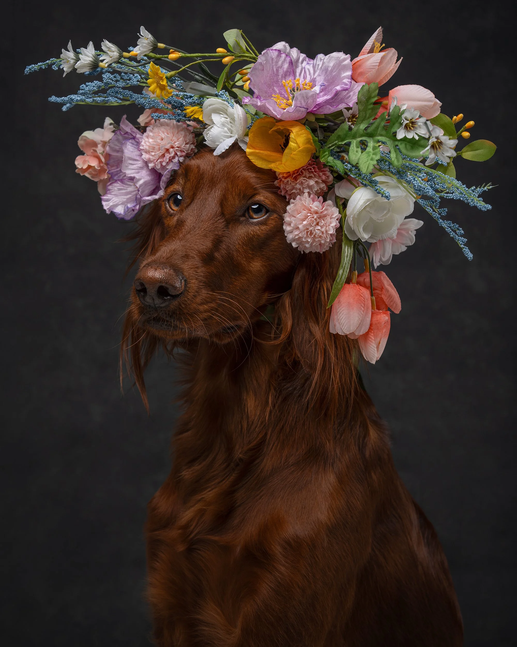 award-winning-fine-art-dog-portrait-floral-crown-new-jersey-pet-photographer-woof-house-studio.jpg