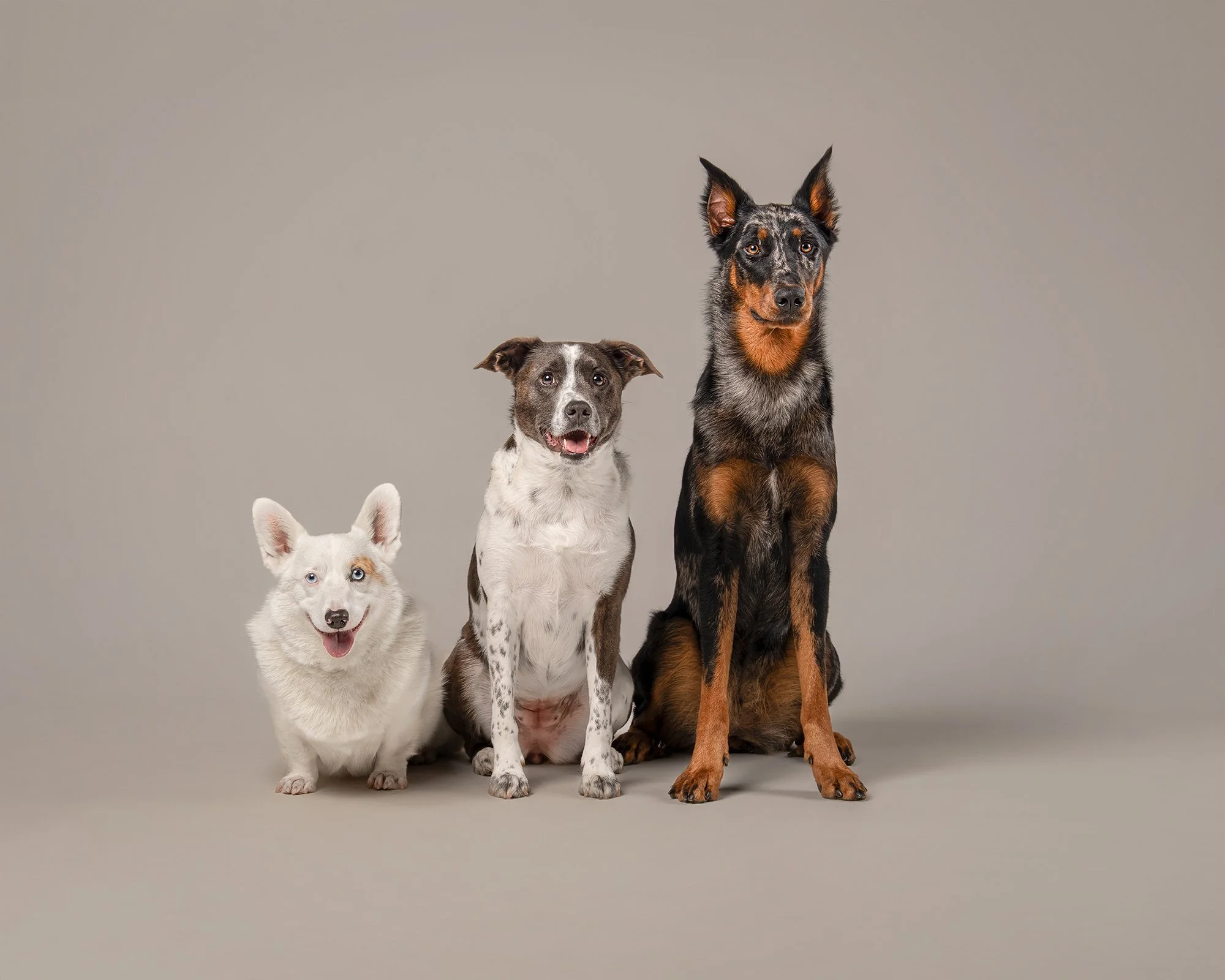 Fine art studio dog portraits showcasing a range of breeds photographed by Woof House Studio in New Jersey.