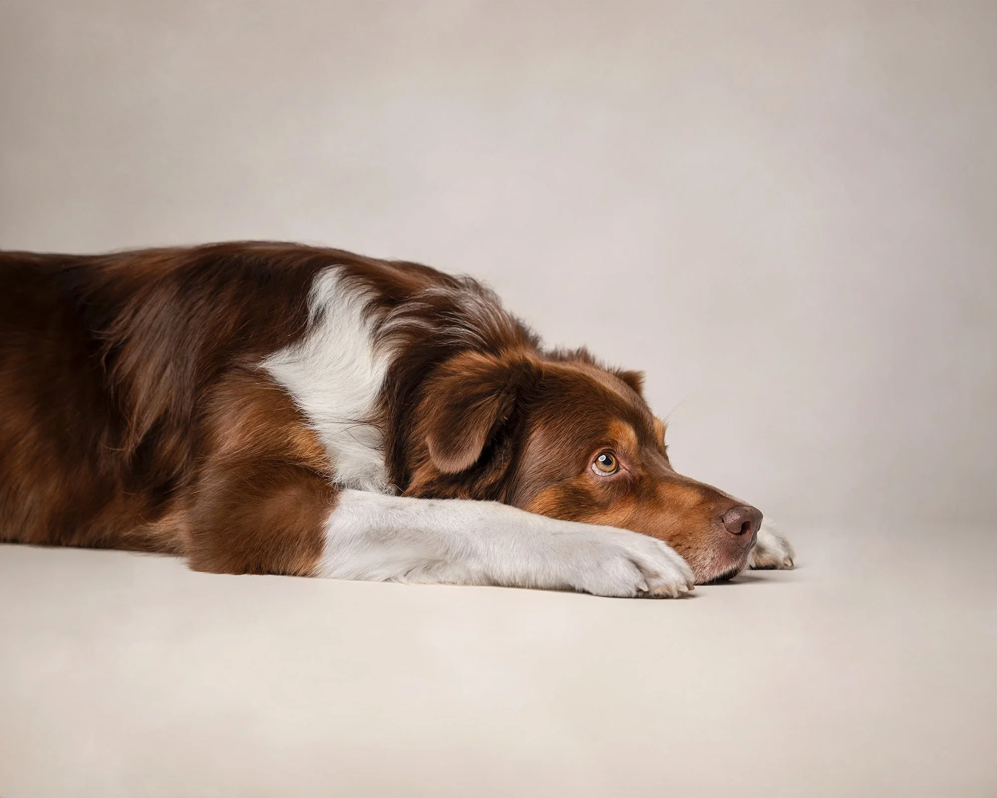 Fine art studio portrait of a brown and white dog resting on a neutral backdrop, photographed in New Jersey by Woof House Studio.