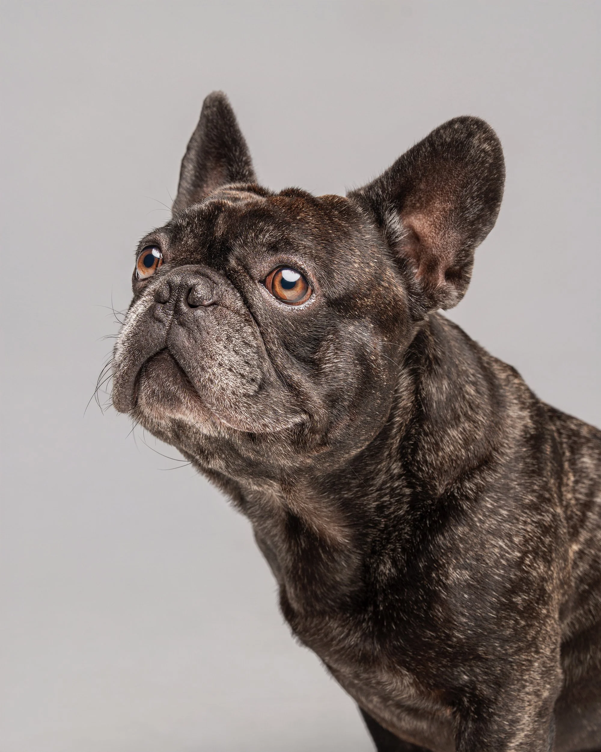 fine-art-dog-portrait-studio-expressive-headshot-new-jersey-woof-house-studio.jpg
