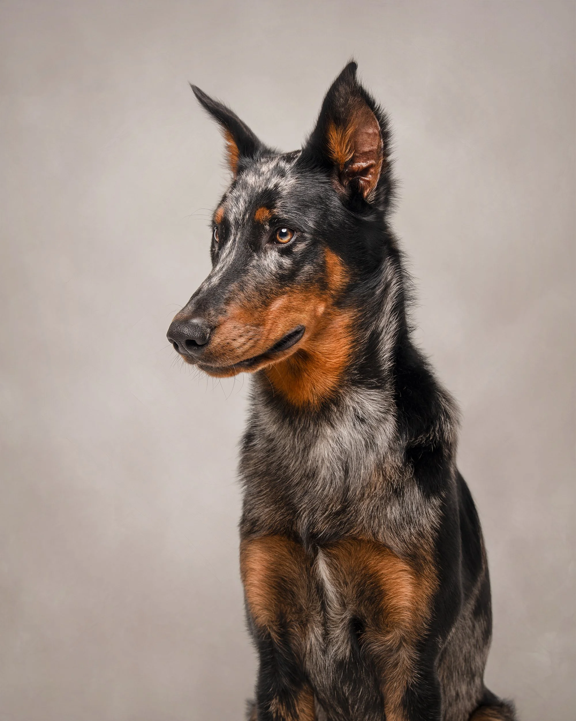 Fine art studio portrait of a Beauceron dog, photographed by Woof House Studio in New Jersey.