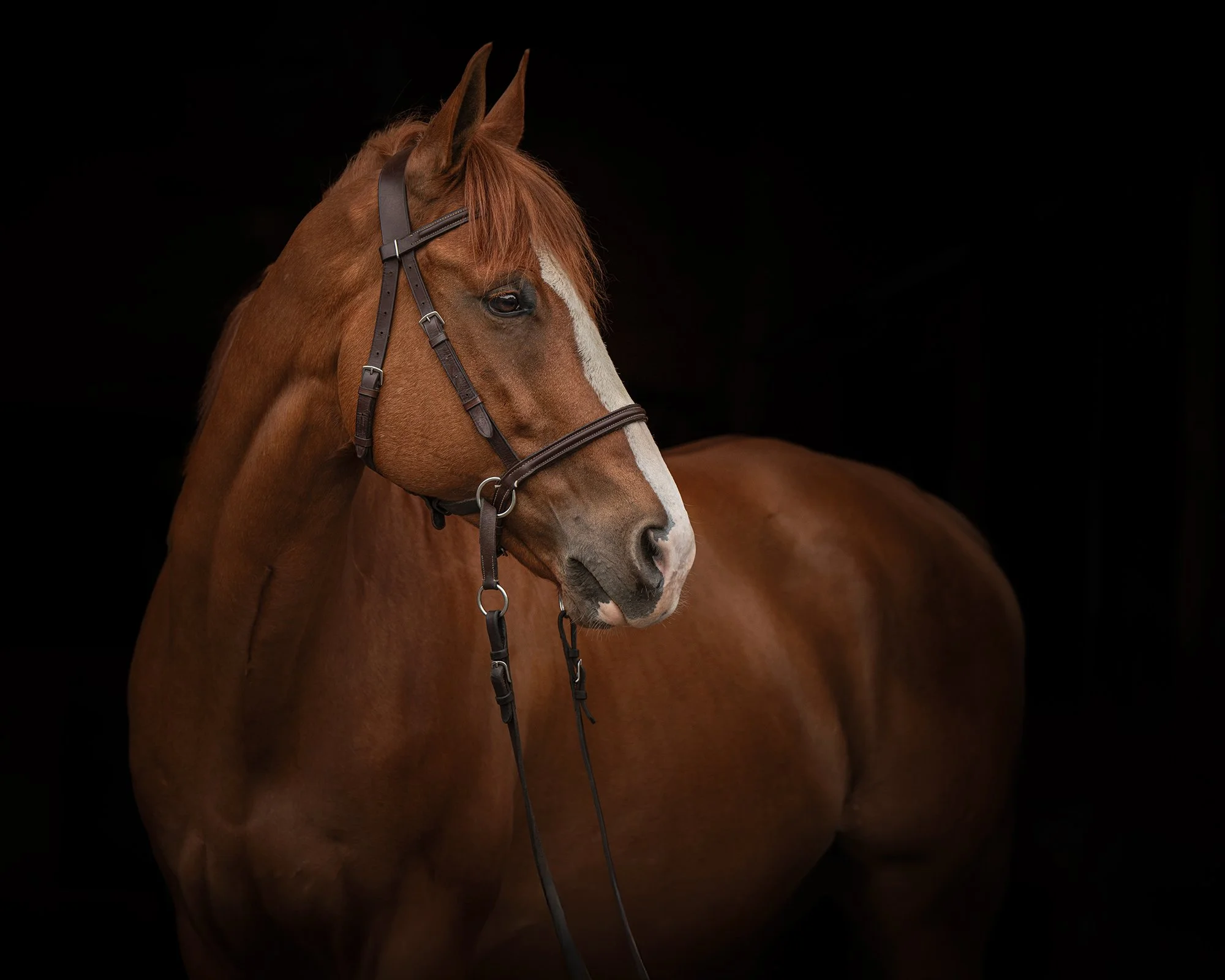 fine-art-equine-portrait-studio-new-jersey-horse-photographer-woof-house-studio.jpg