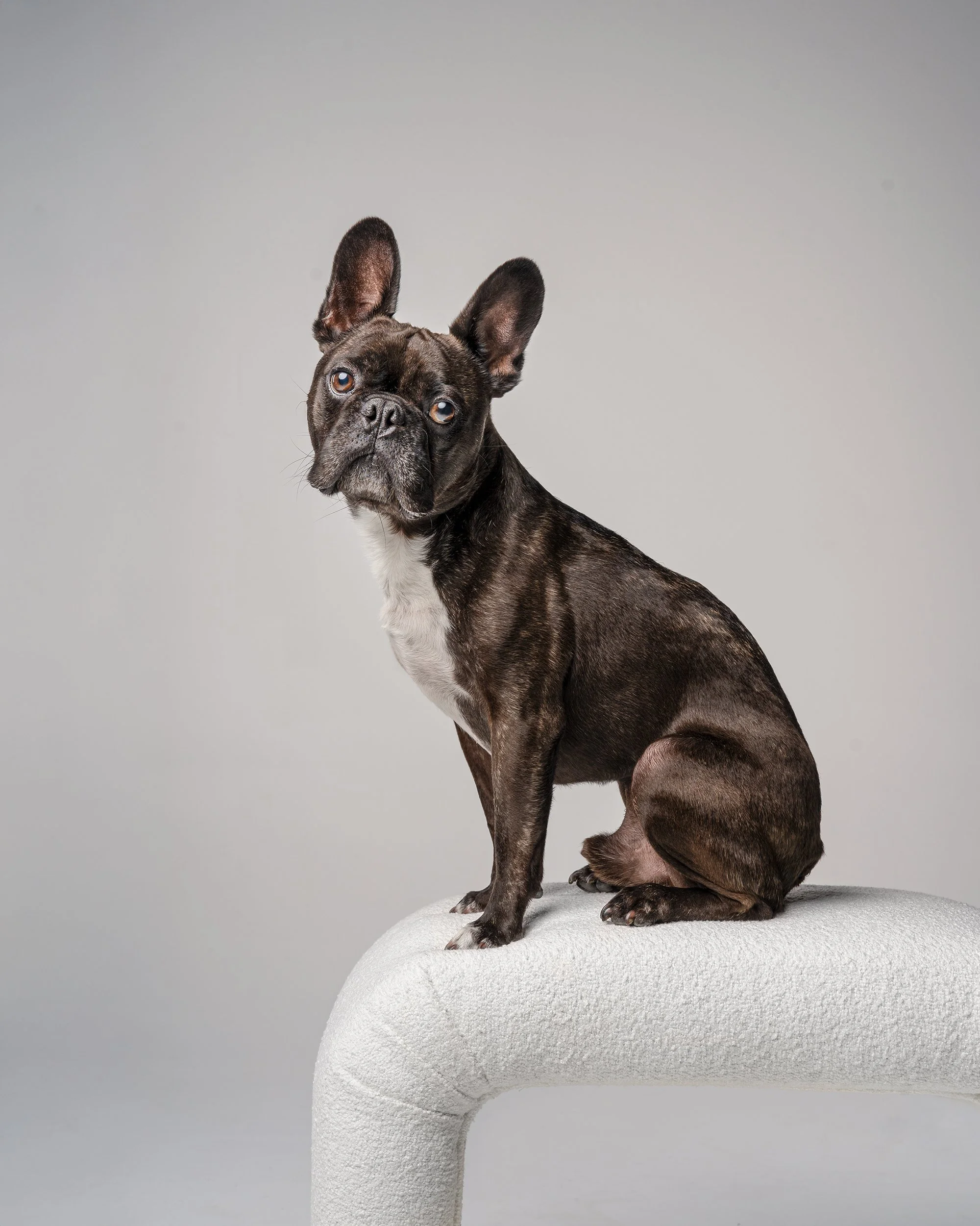 french-bulldog-studio-portrait-new-jersey-pet-photographer-woof-house-studio.jpg