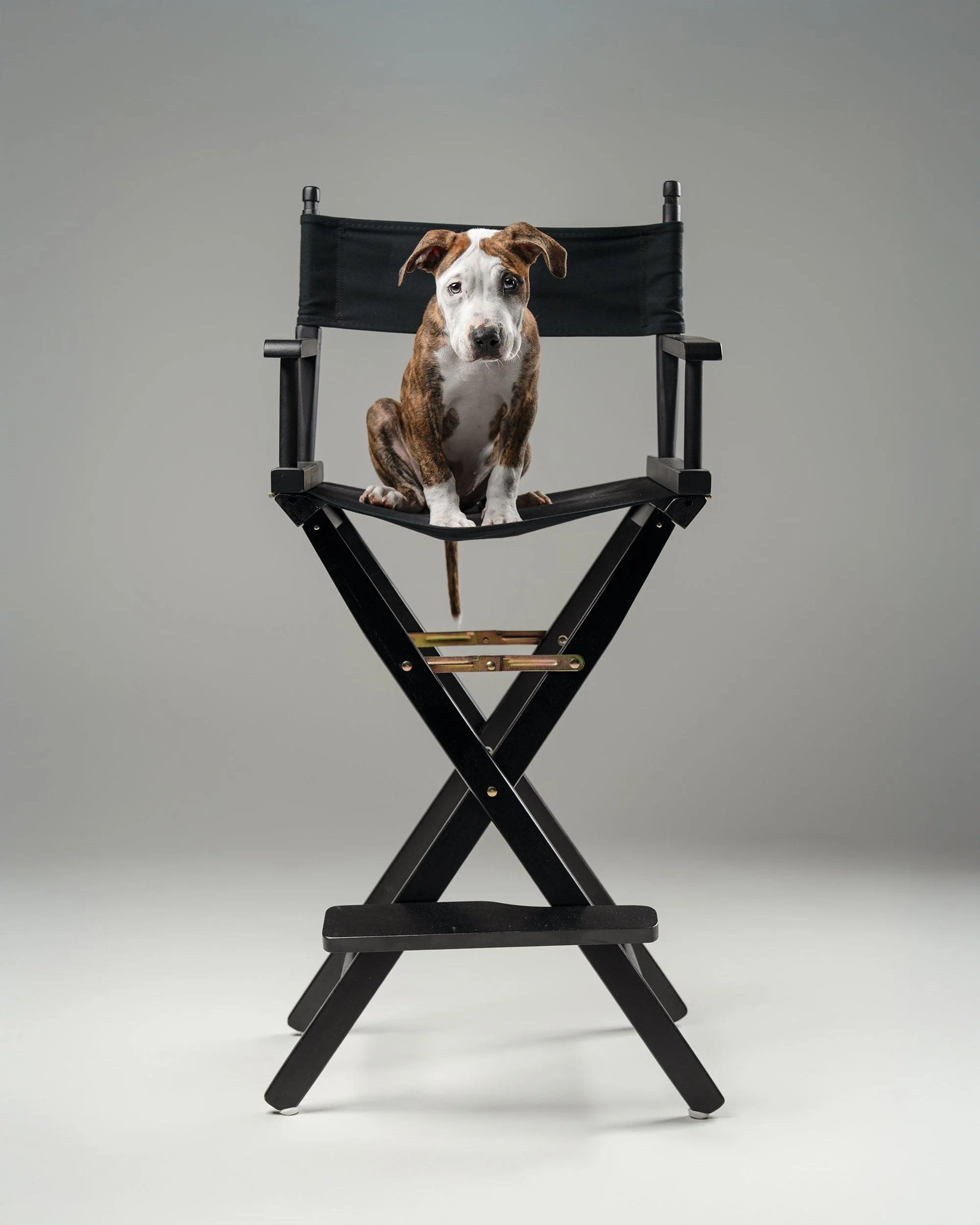 fine-art-dog-portrait-studio-puppy-on-directors-chair-new-jersey-woof-house-studio.jpg.jpg