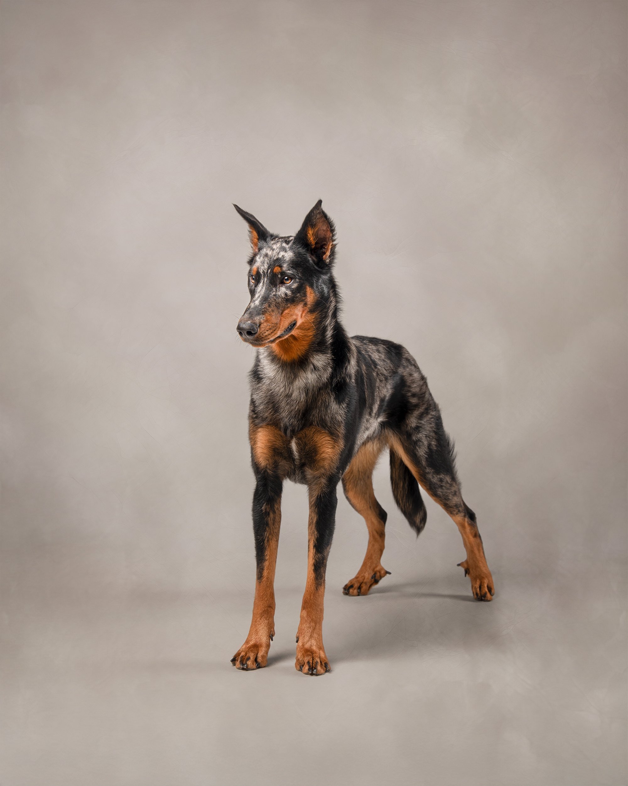 Fine art studio portrait of a Beauceron dog standing against a softly textured neutral backdrop, photographed by Woof House Studio in New Jersey.