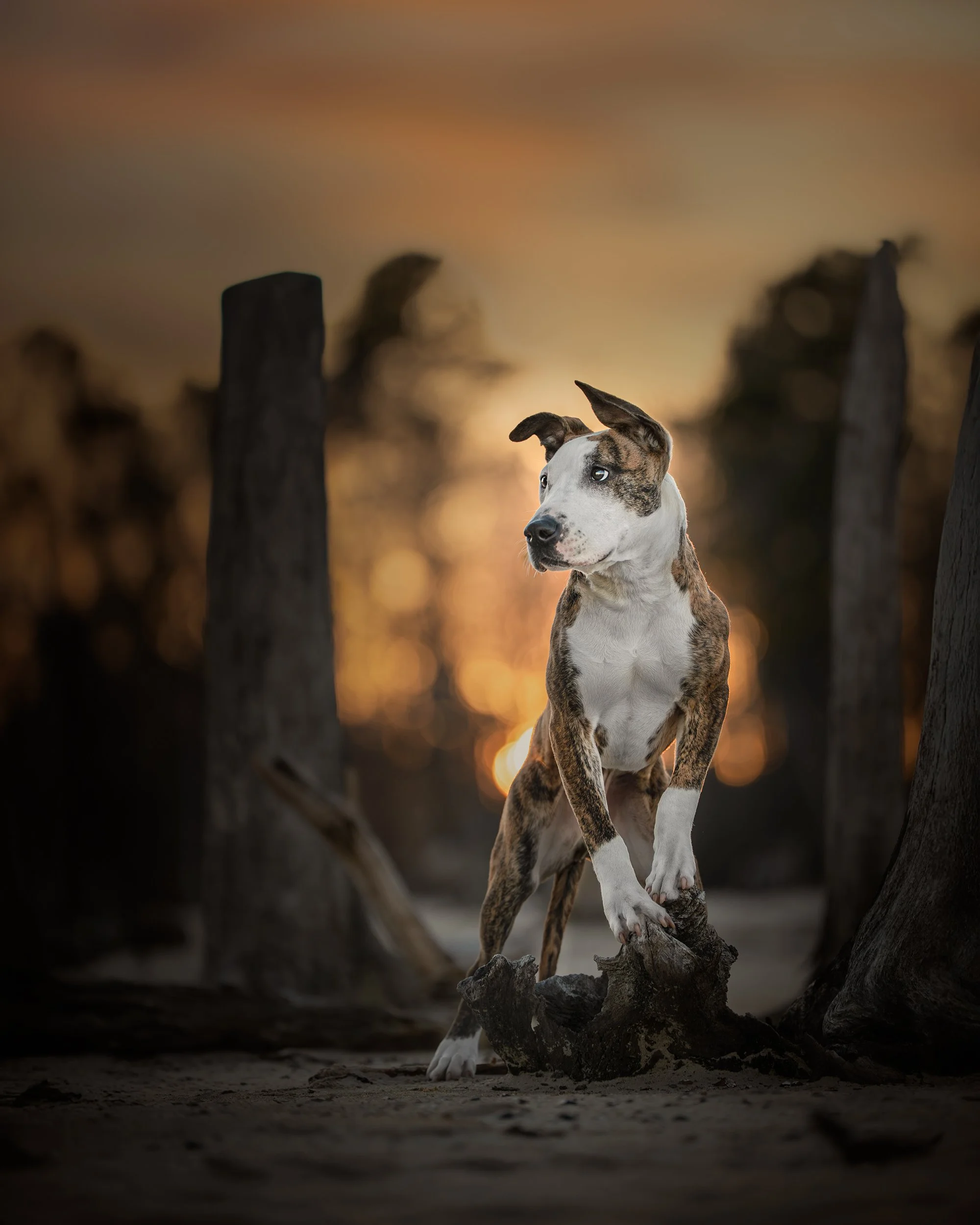 Fine art outdoor dog portrait at sunset featuring a brindle and white dog standing on driftwood, photographed in New Jersey by Woof House Studio. Dramatic backlit pet photography designed as heirloom wall art.