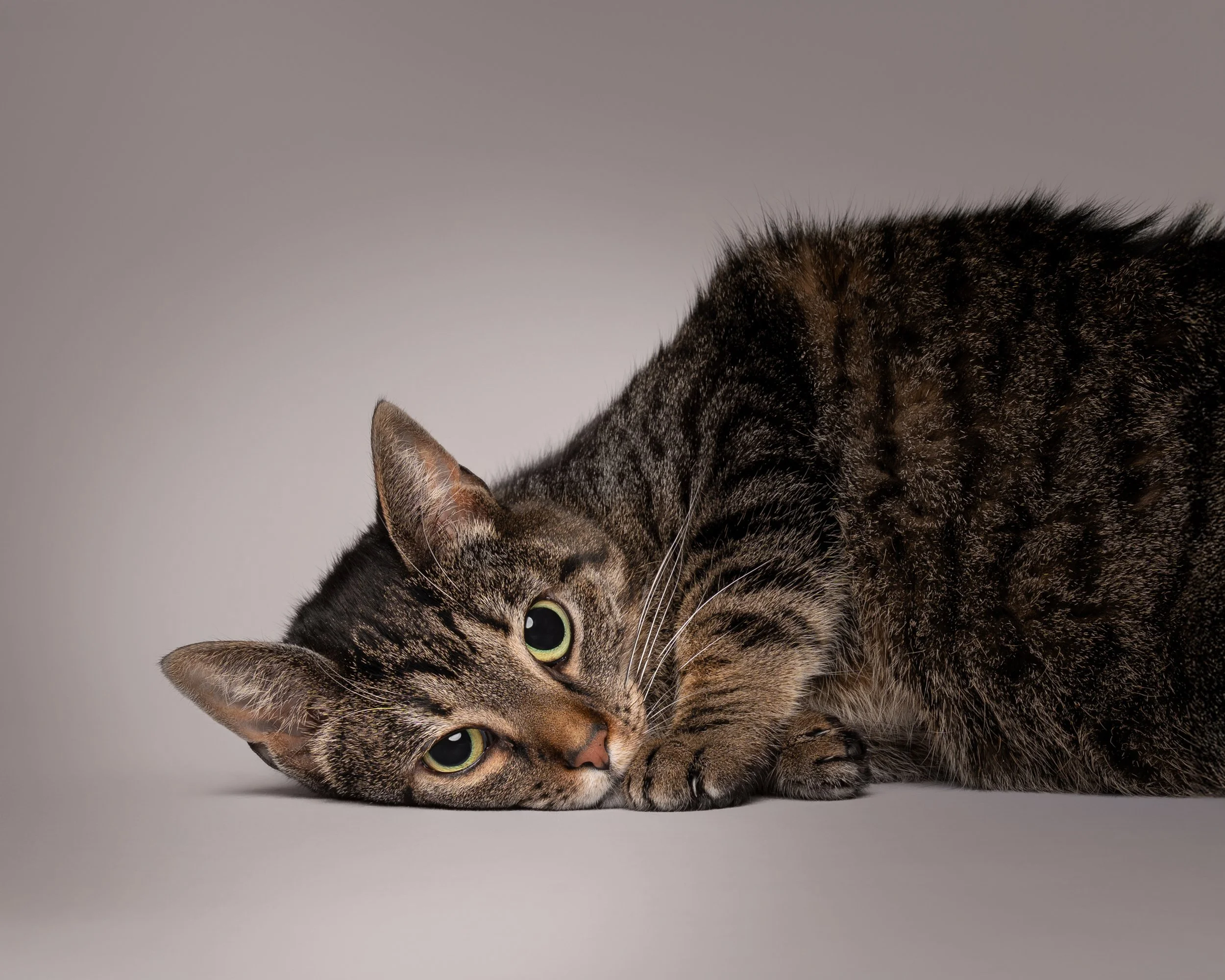 Fine art cat portrait inviting inquiry for a pet photography session in New Jersey.