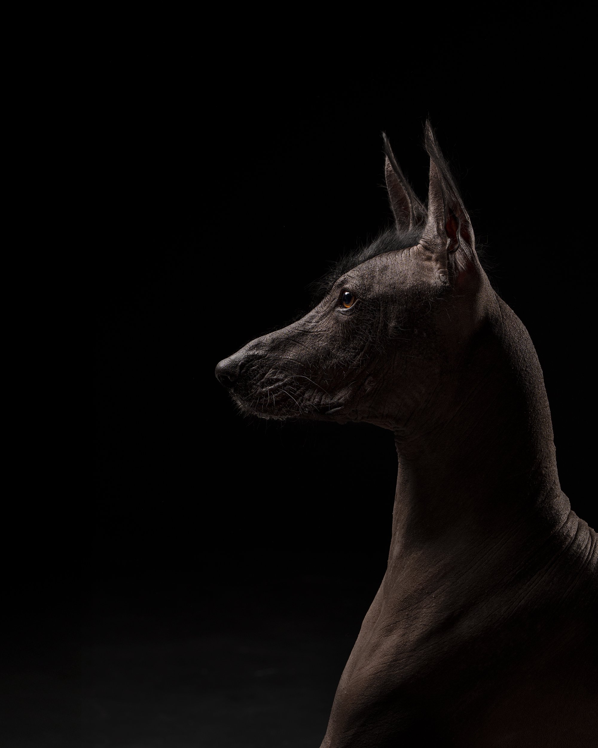 Dramatic side-profile fine art dog portrait of a Xoloitzcuintli photographed in New Jersey with directional studio lighting and deep shadow tones.
