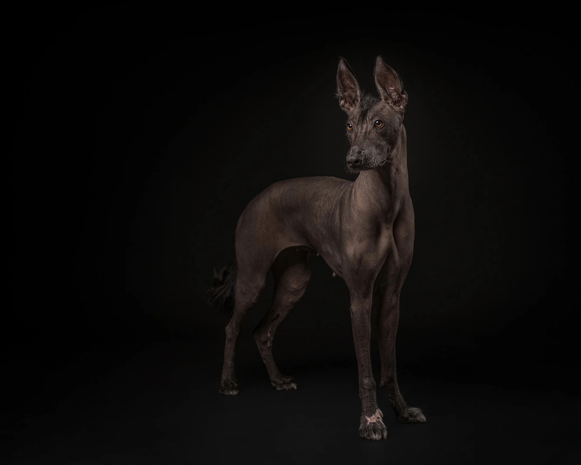full-body-xolo-dog-portrait-nj-fine-art-pet-photographer-2026.jpg