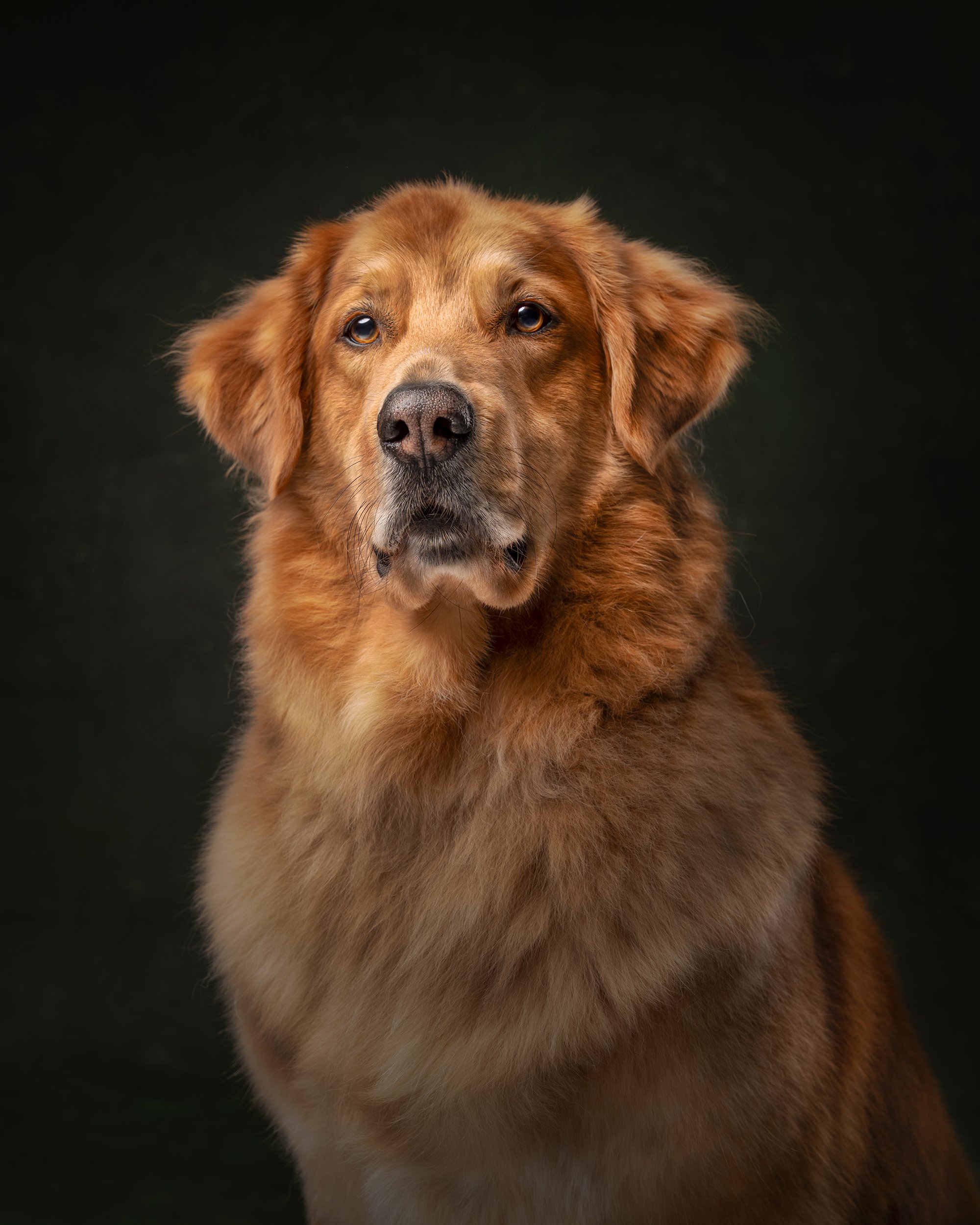 Photograph of Golden retriever in dark studio