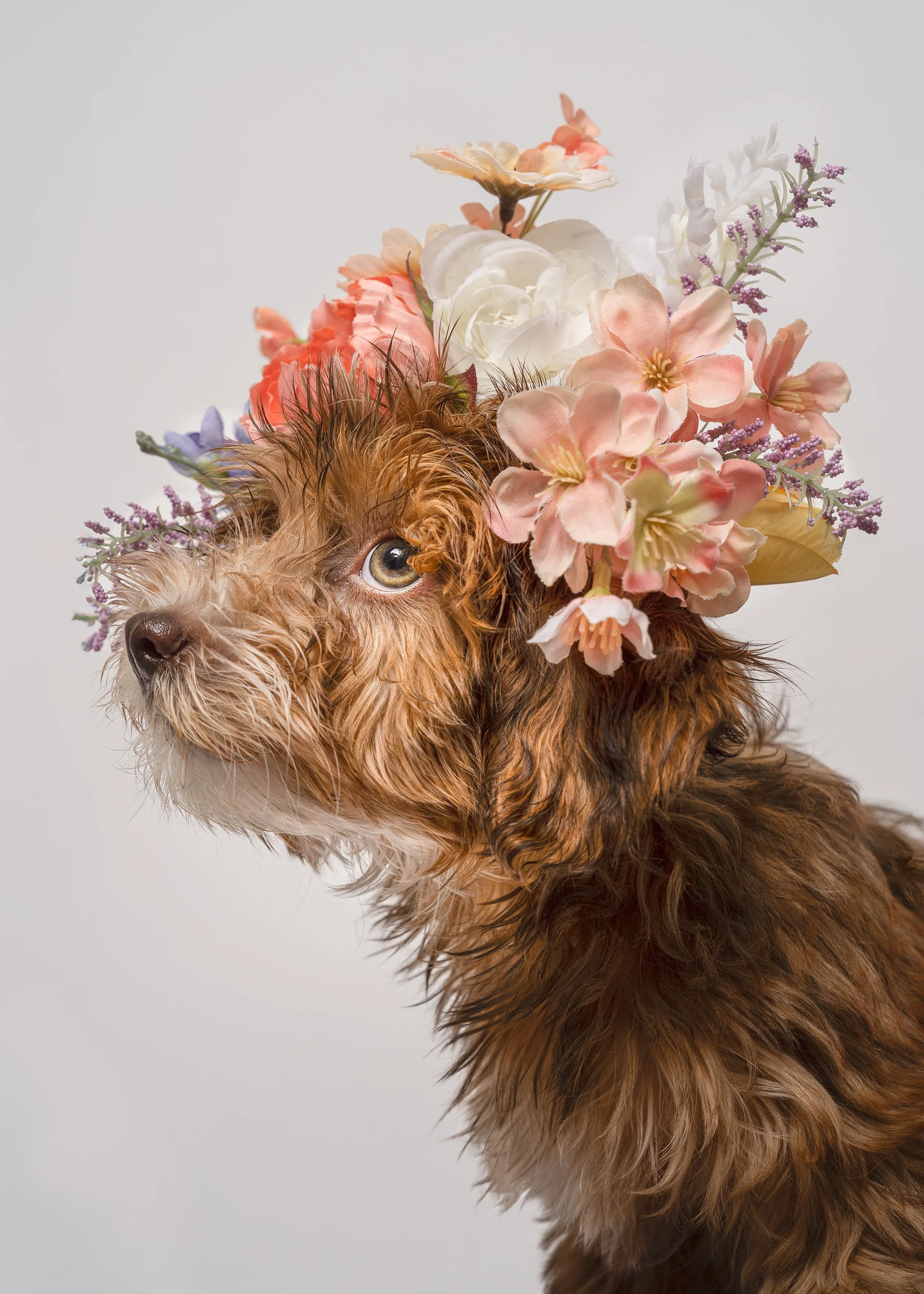 fine-art-dog-portrait-floral-crown-new-jersey-pet-photographer-woof-house-studio.jpg
