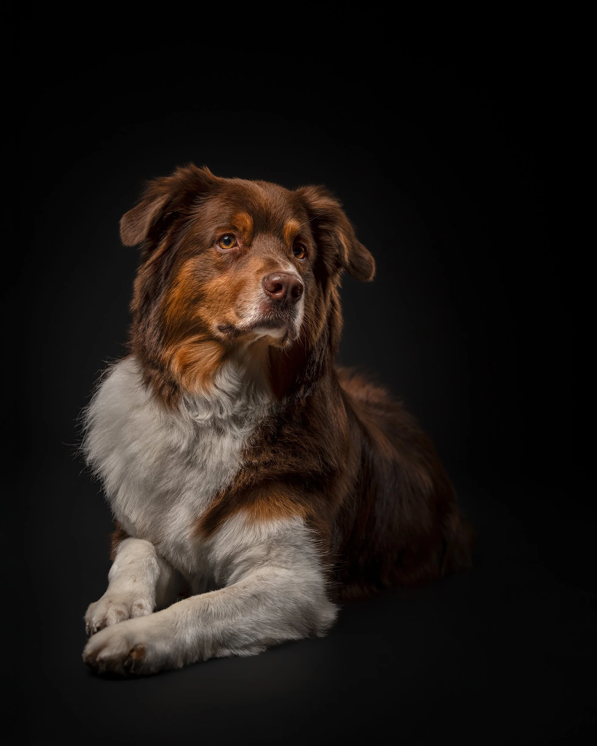 Dog photograph of Australian cattle dog in dark studio
