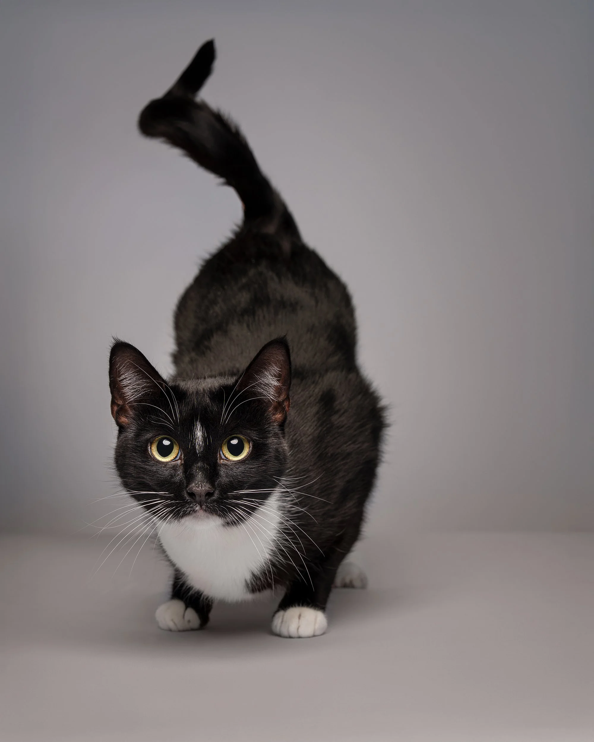 Studio fine art portrait of a black and white cat with striking yellow eyes against a minimalist gray background, photographed by a New Jersey pet photographer.