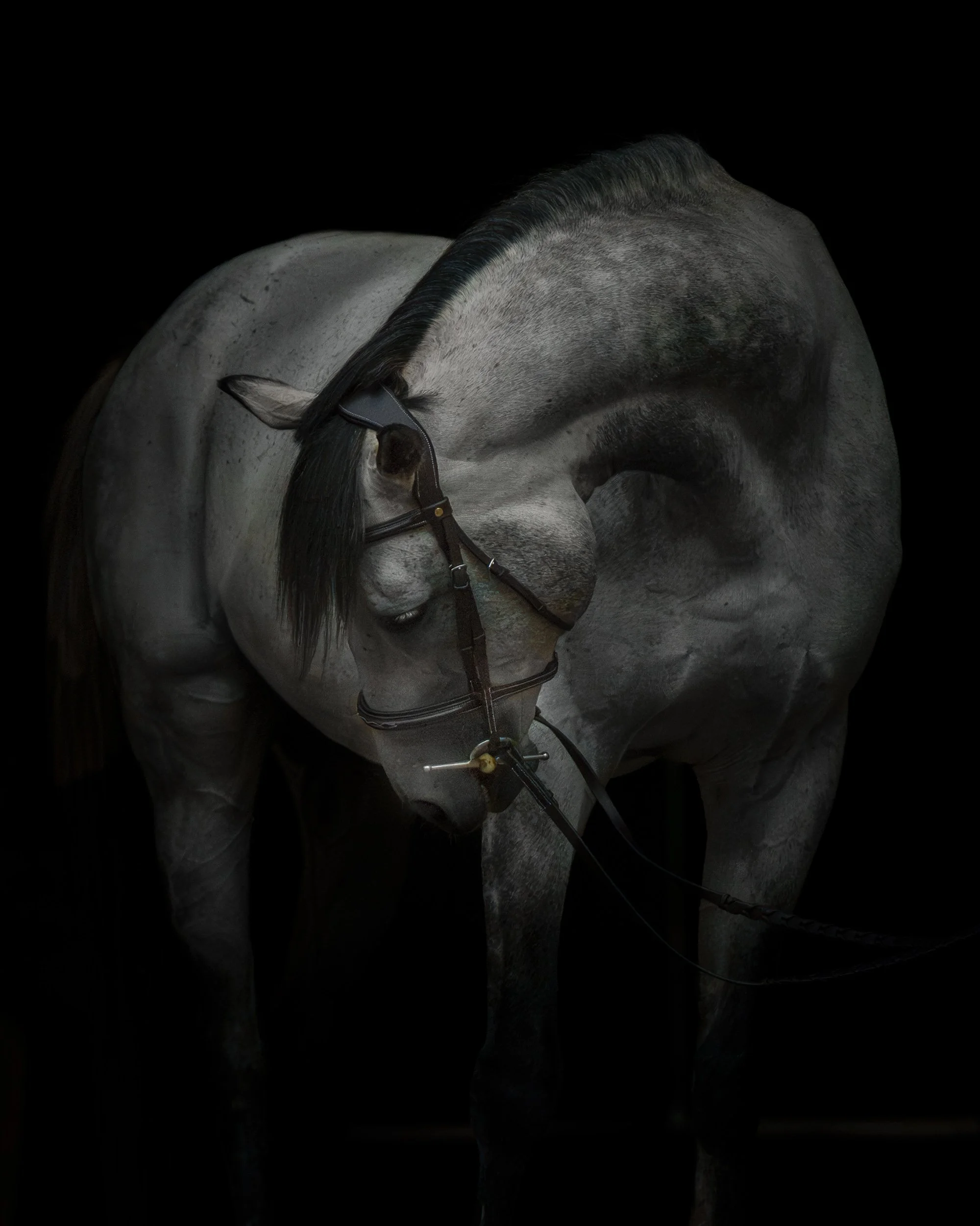 Fine art portrait of a grey horse with its head gently lowered against a black background. A timeless equine portrait celebrating the quiet strength, grace, and beauty of the horse. Luxury horse photography and museum-quality wall art by Woof House S
