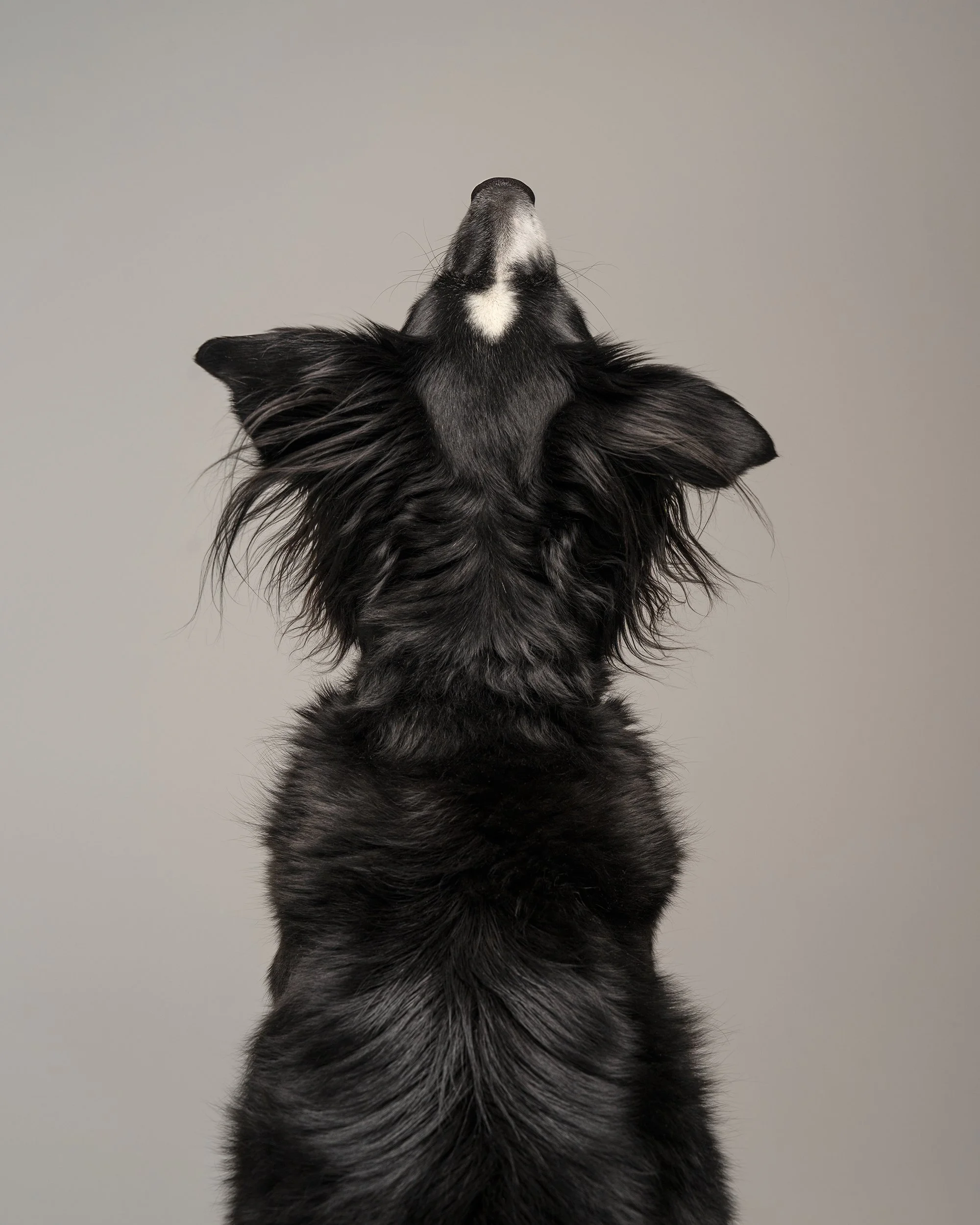 black-dog-fine-art-portrait-studio-woof-house-studio.jpg