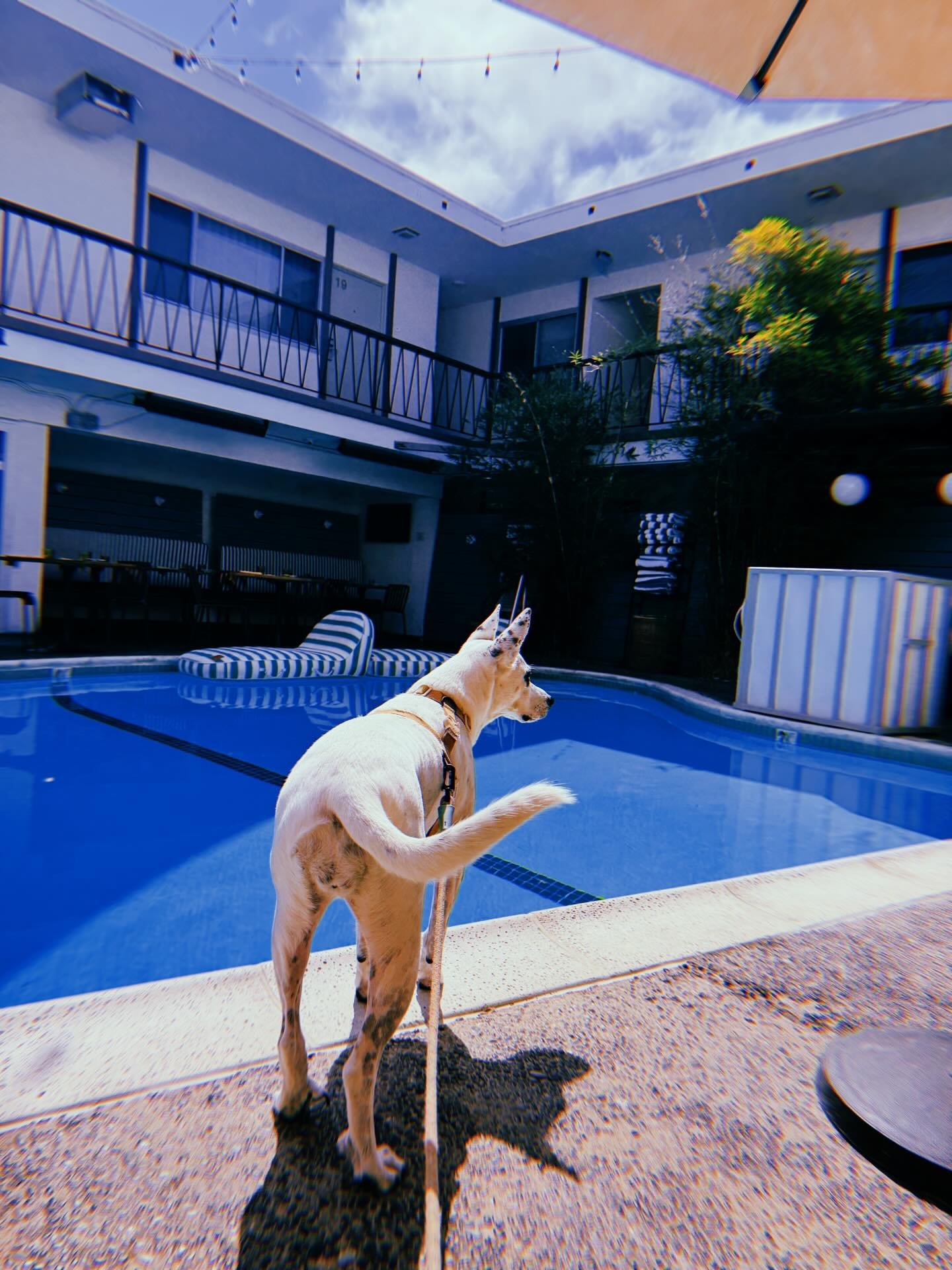 Official @getwetps lifeguard ready and watching at all times.