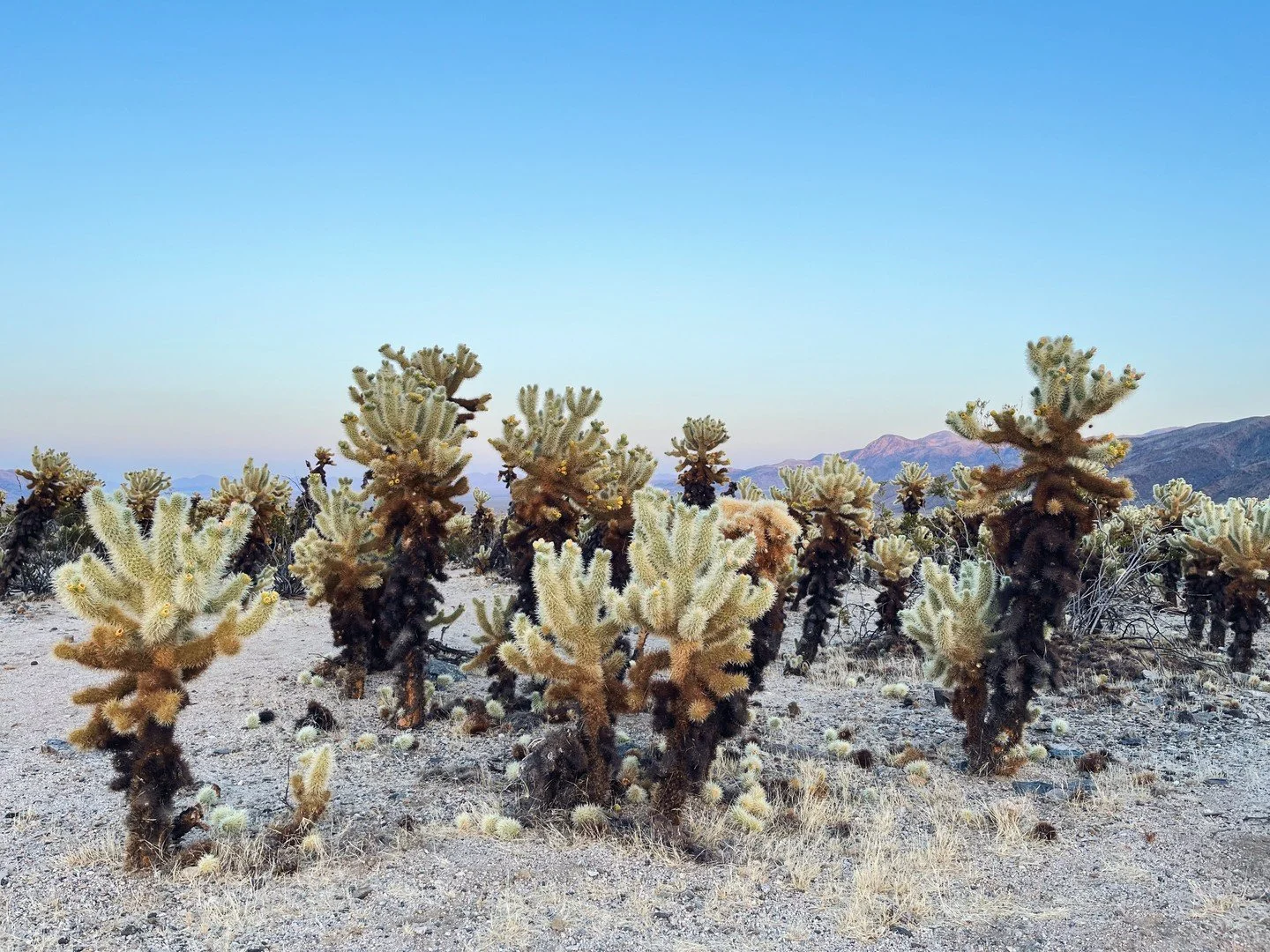 Straight out of Dr. Seuss... 

Incredible road trip back home from LA to WY
1. Cholla Cactus Garden, Joshua Tree
2. Hoodoos, Bryce Canyon
3. Skull Rock, JT
4. Bryce Canyon Amphitheater 
5. Zion 
6. Joshua Trees
7. Dinner in JT
8. Fairyland Point, Bry