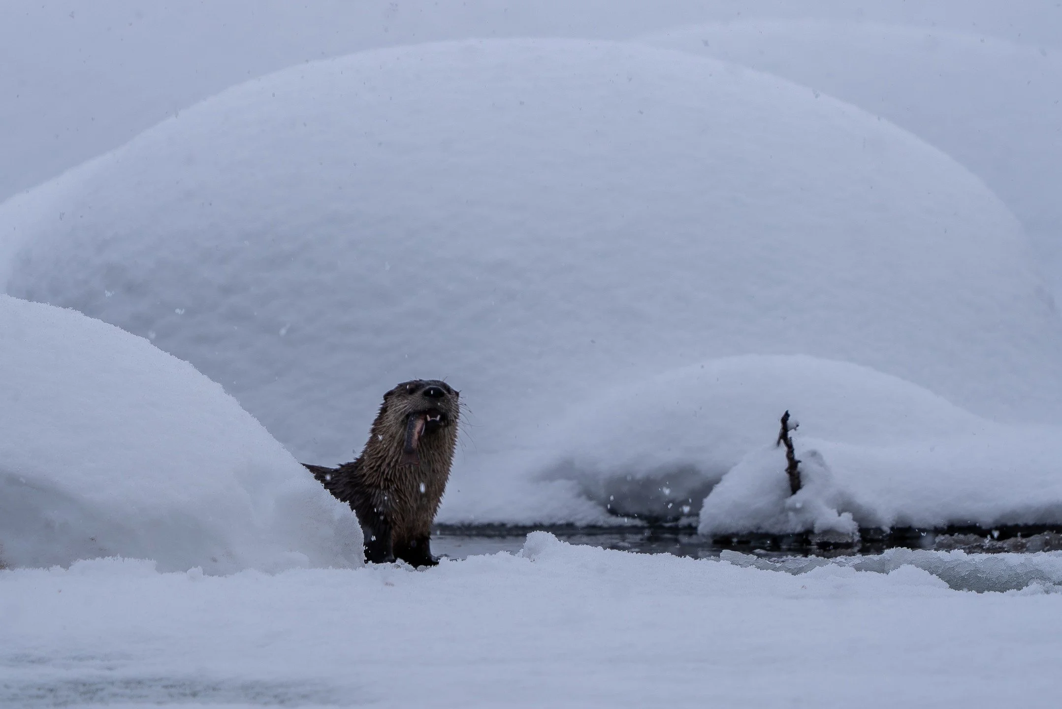 Snow day adventures with these curious little guys, living their best life by the Snake River! 🦦

Nothing like a brook trout feast to warm the heart

Big thanks to @karlito__s 🫶