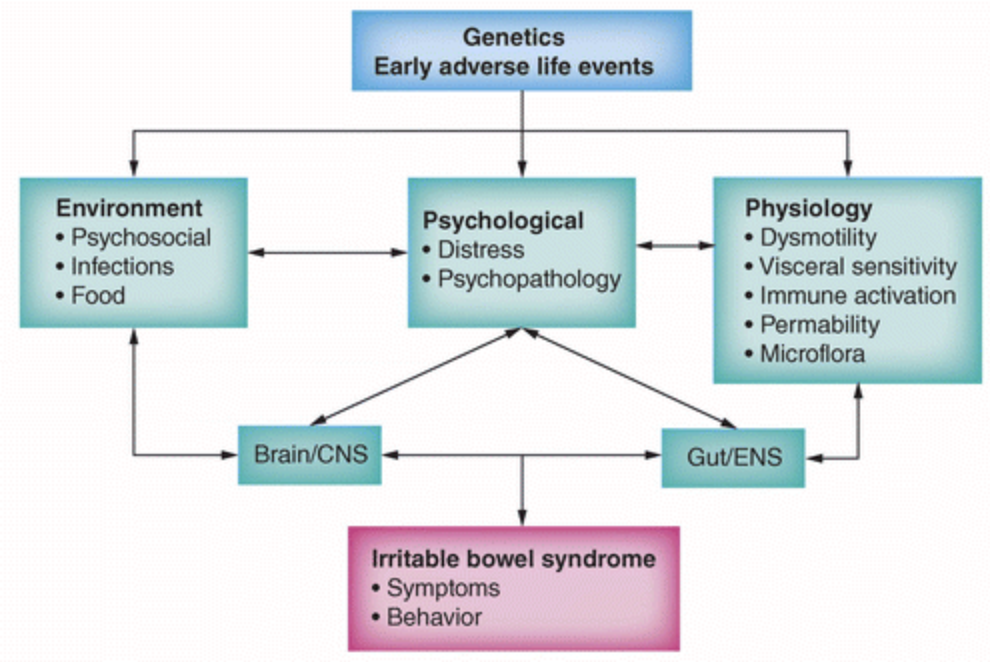 What Causes IBS?