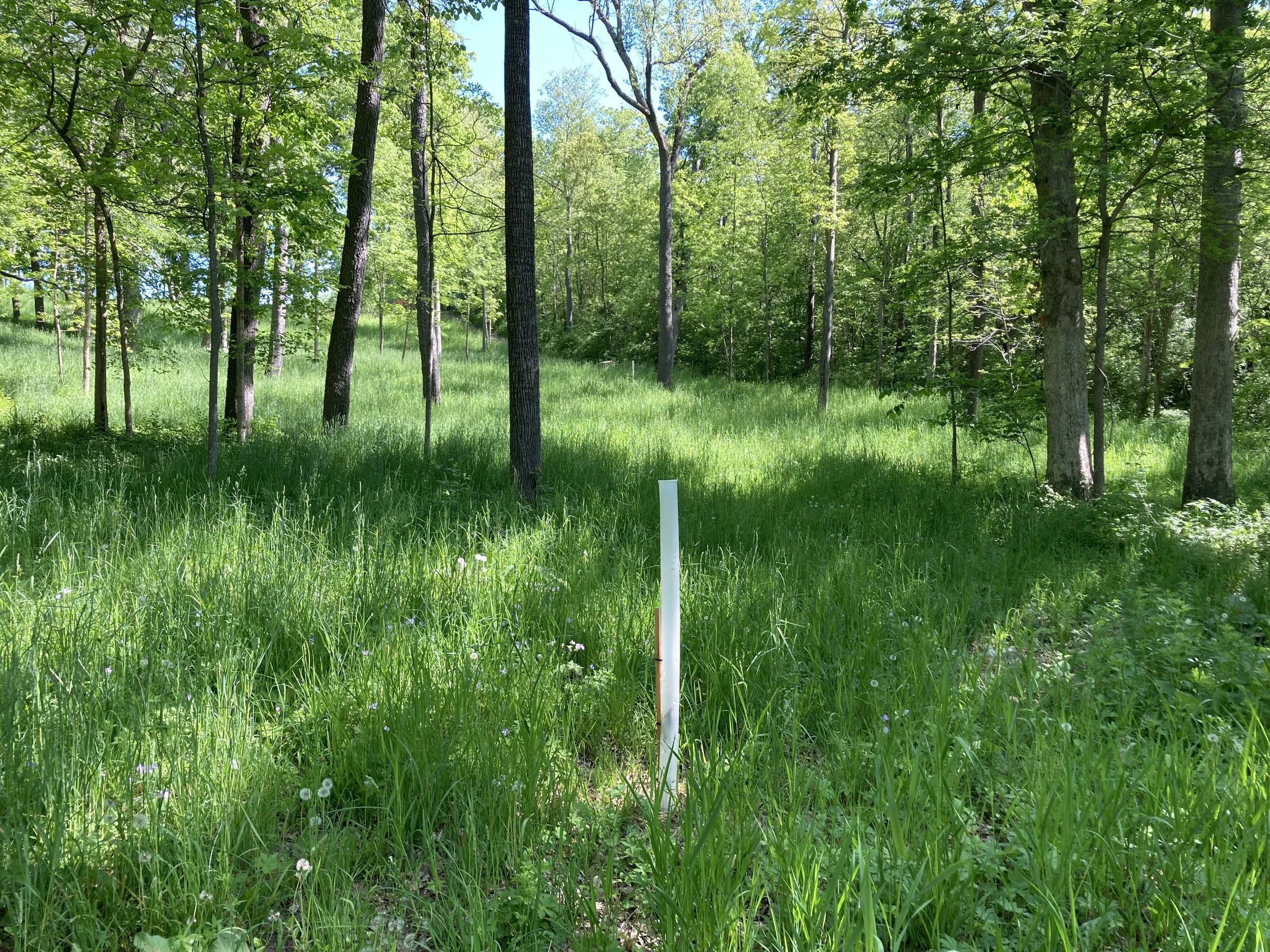 A forest scene with tall trees, green grass, and small wildflowers under bright sunlight.