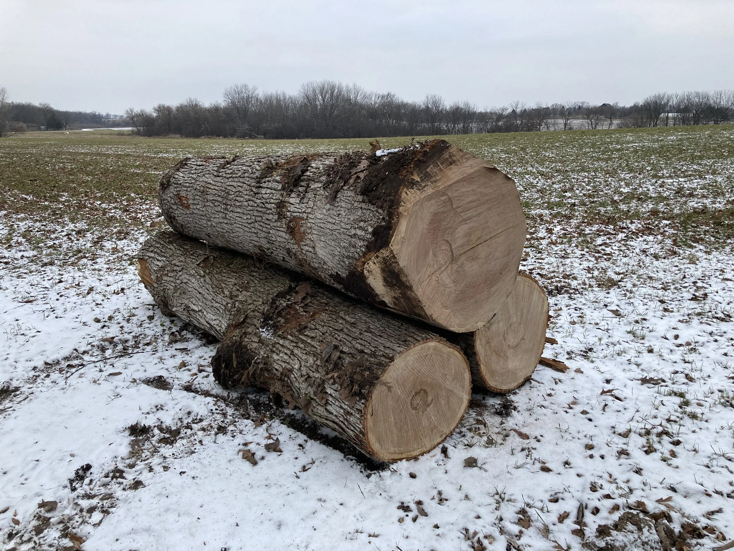 Three large cut logs stacked on a snowy, grassy field with bare trees and overcast sky in the background.