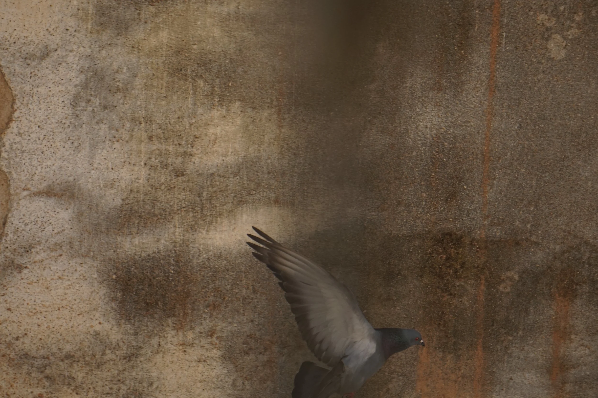 A pigeon standing on a textured concrete surface with a wing slightly extended.