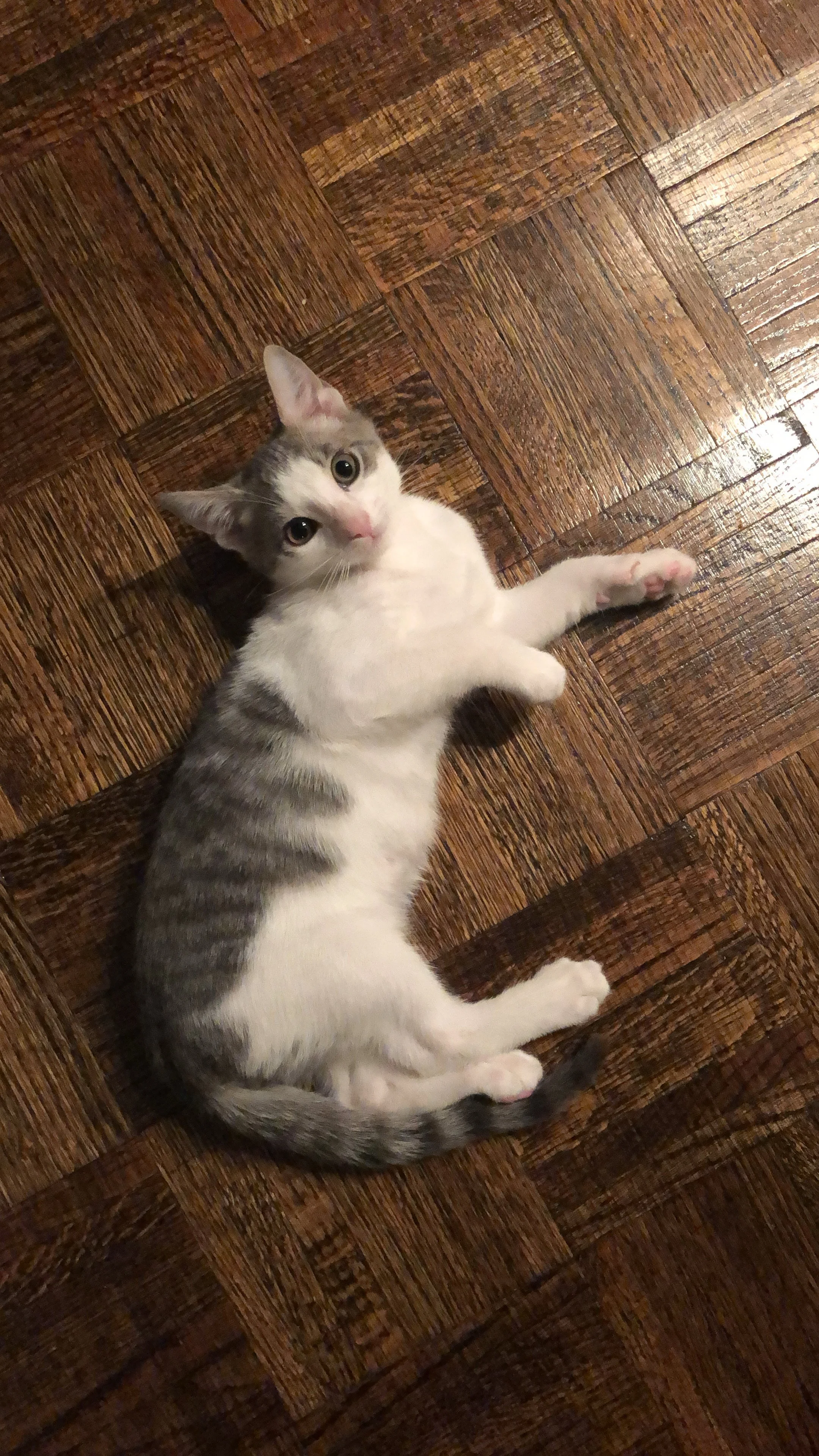 A gray and white kitten lying on a wooden floor.