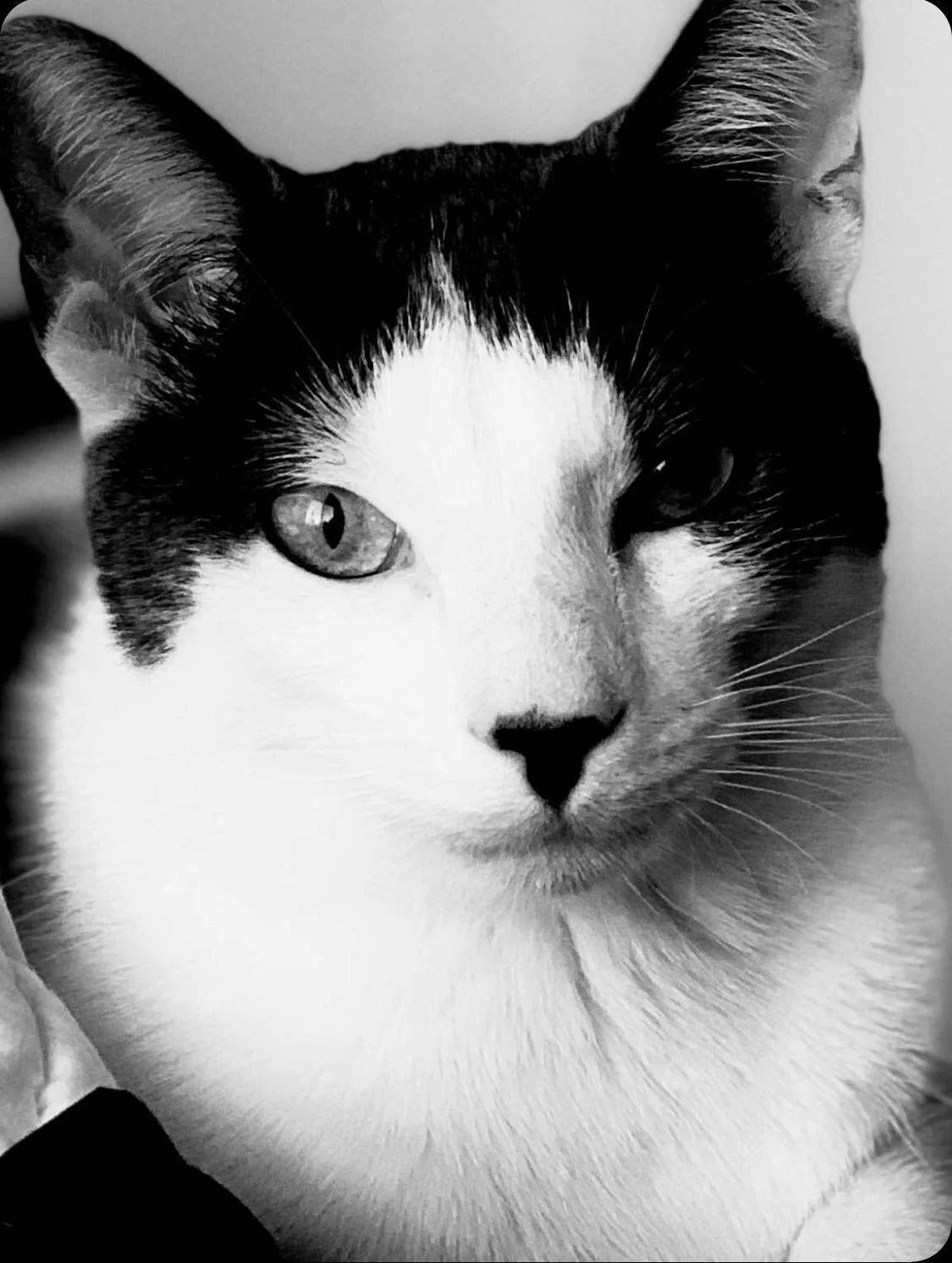 Black and white close-up of a cat with black ears and a white face, gazing forward.