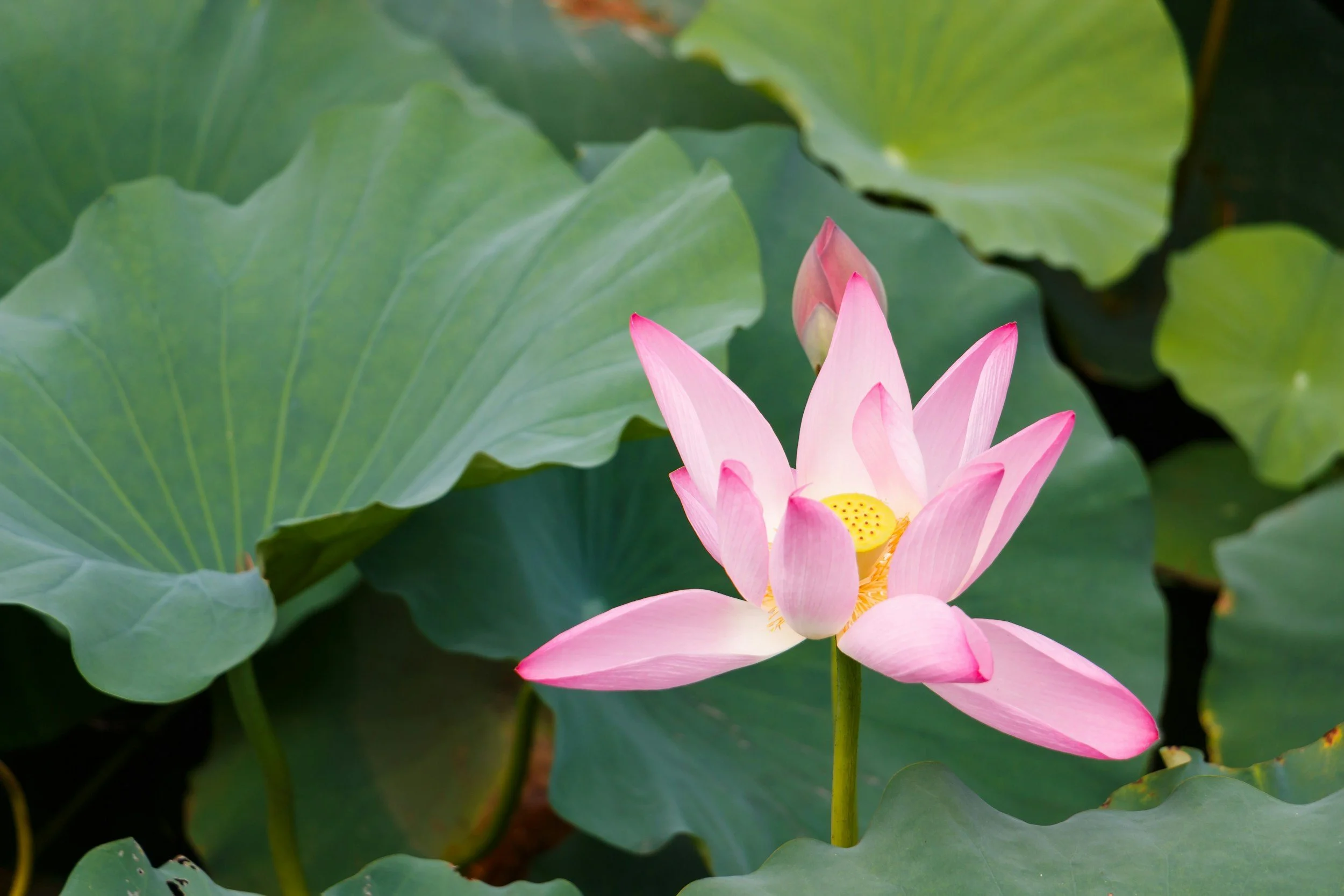 pink lotus flower in green pond