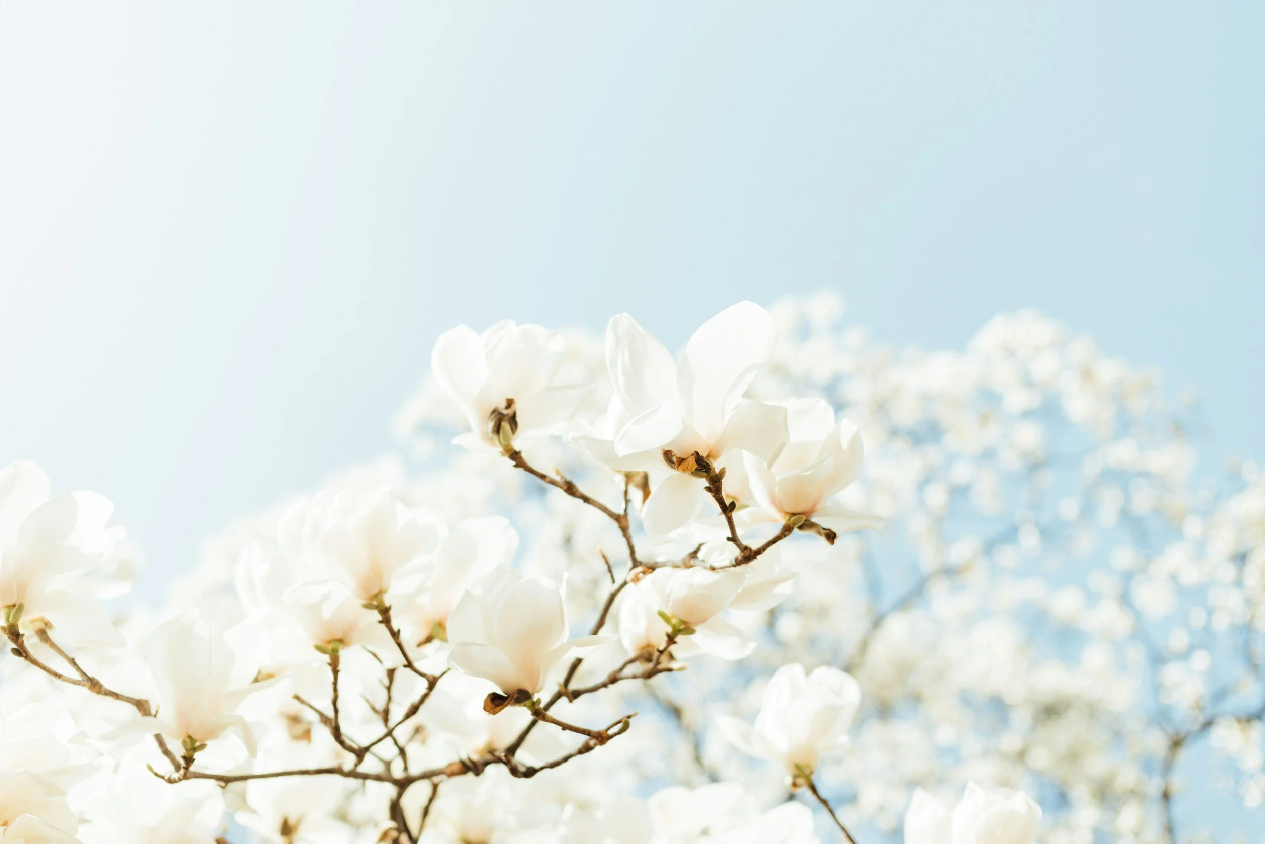 cherry blossoms in sunny blue sky