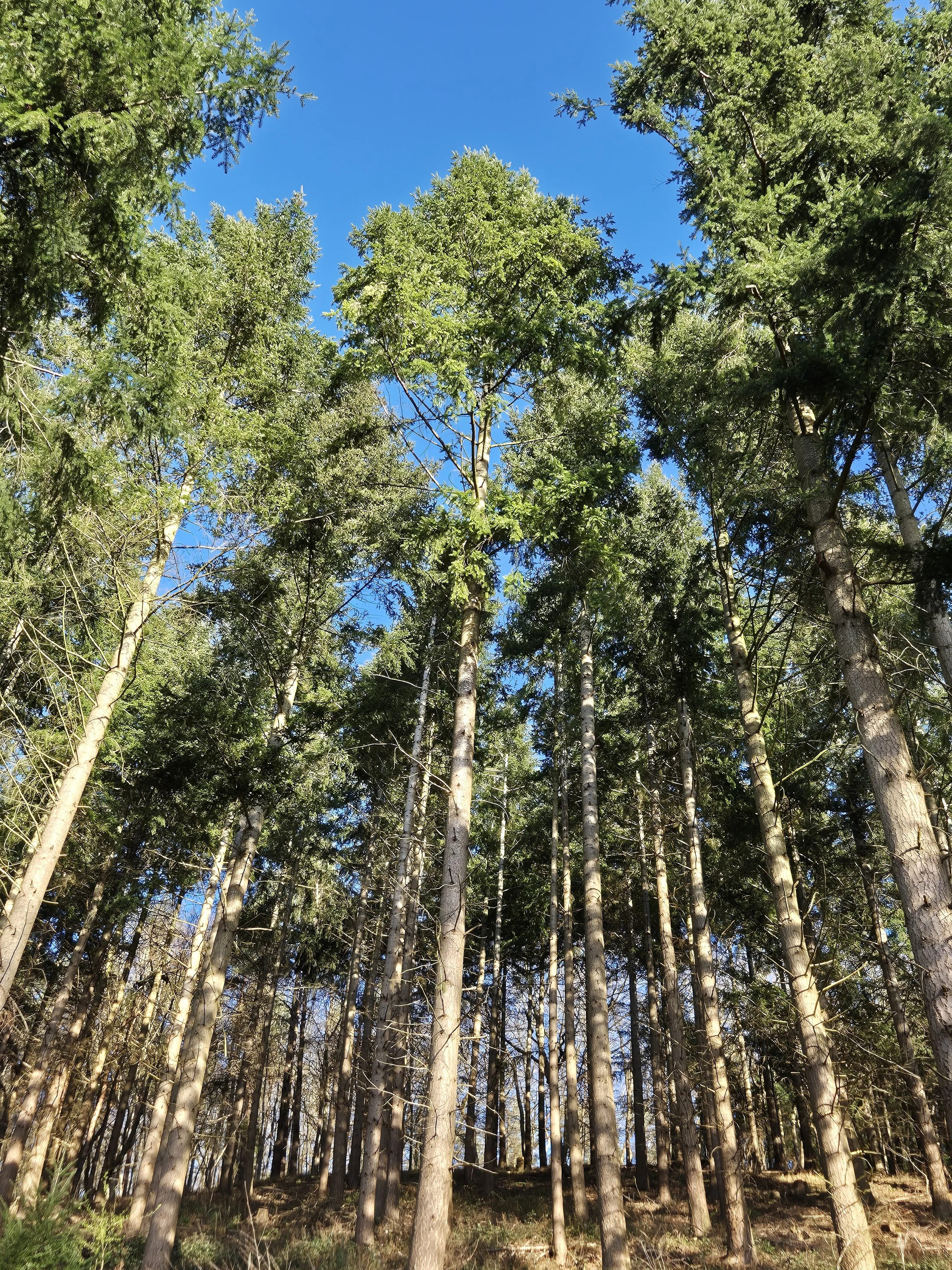 Mindfulness in the Woods