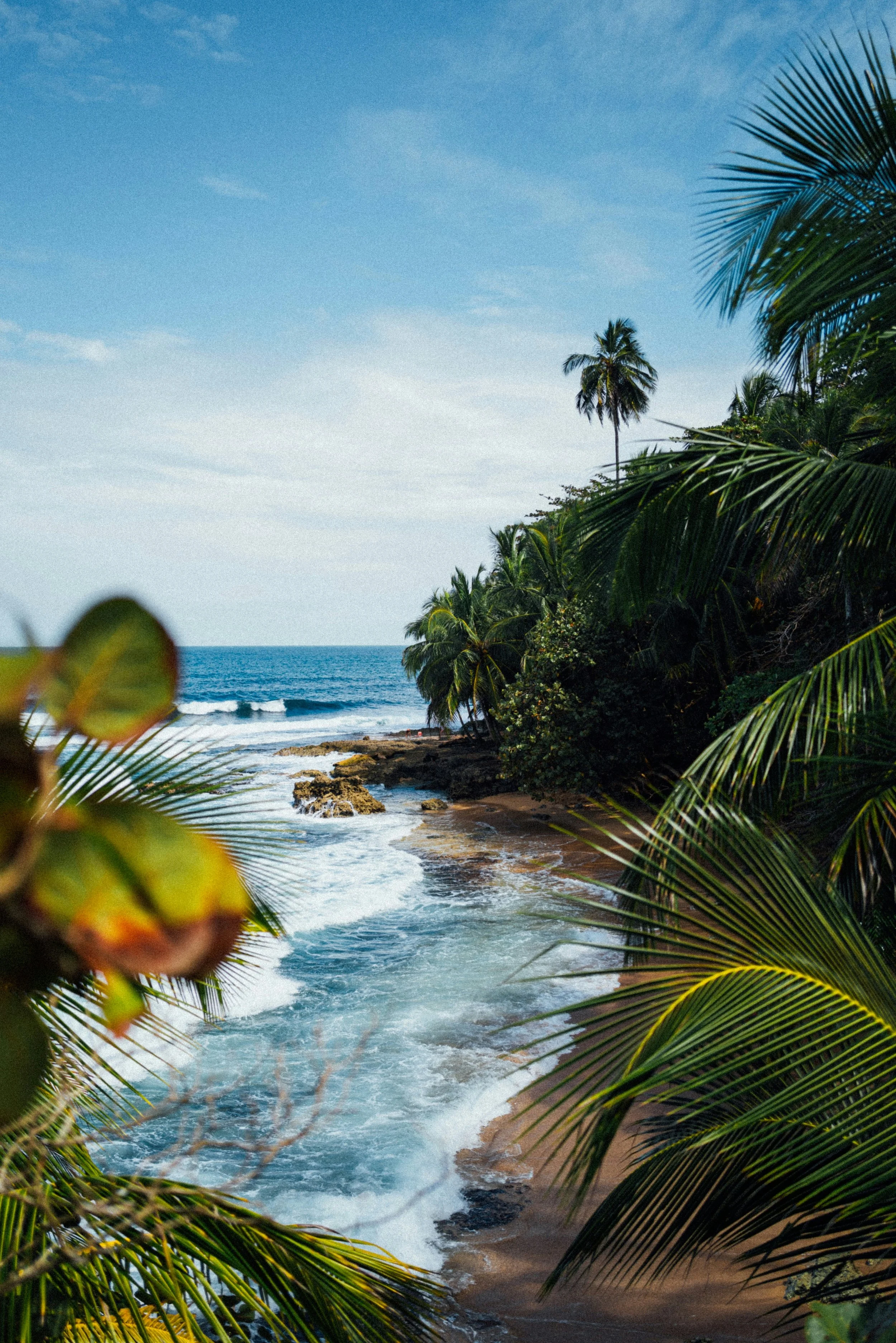 Palmera
