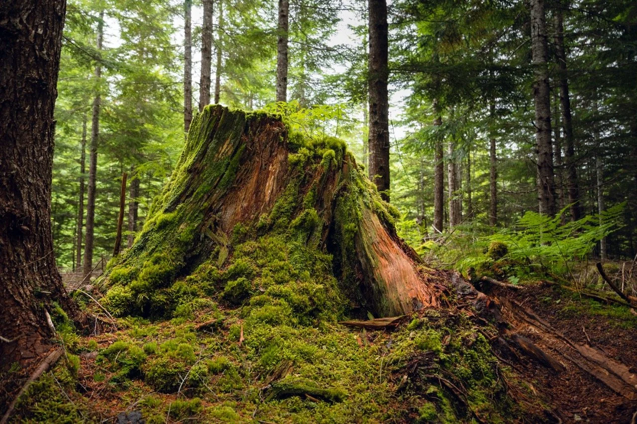 Cedarwood + Moss Candle