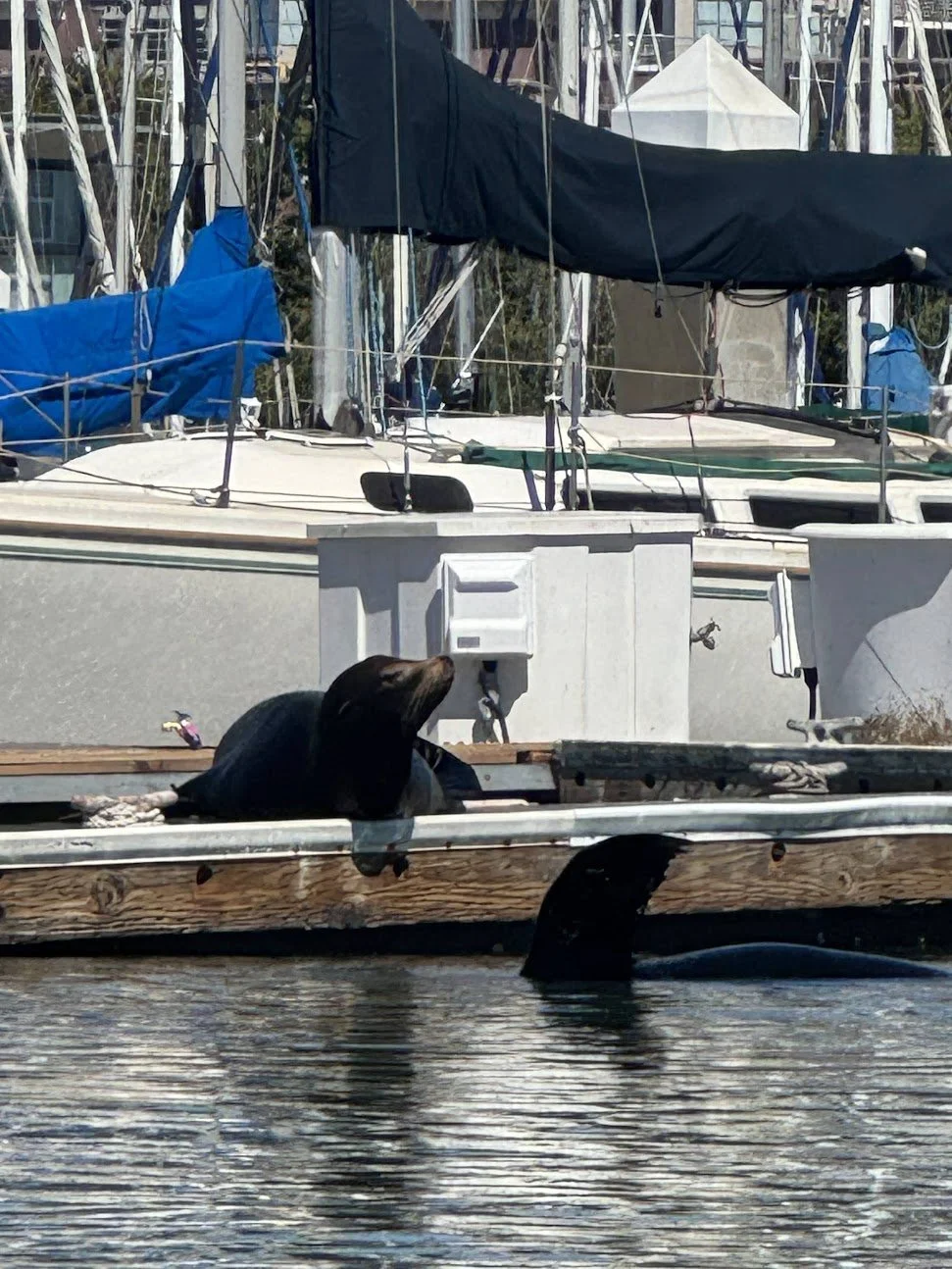 Wildlife Kayaking on San Francisco Bay