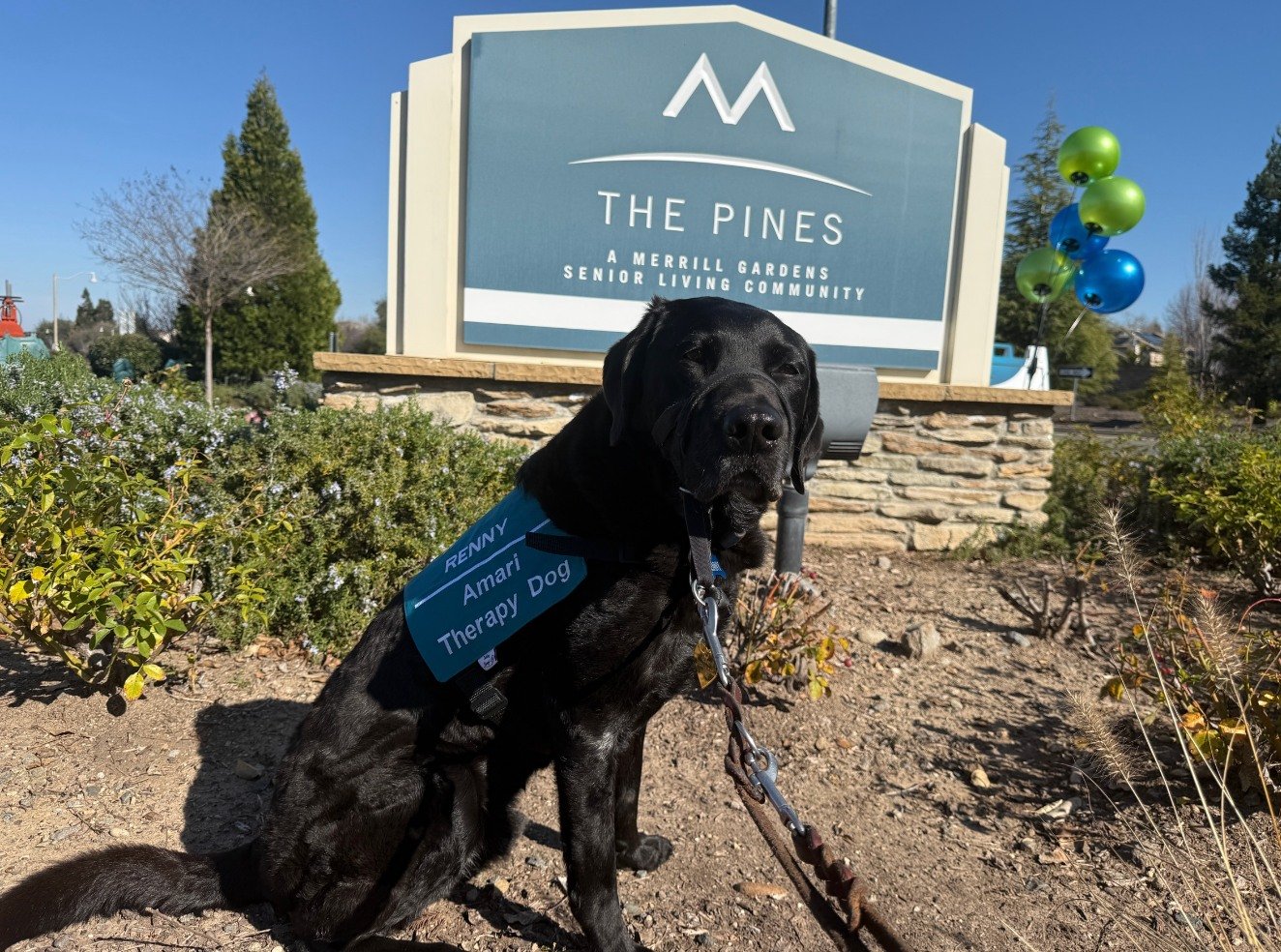 🐾 First Day on the Job🐾

Meet Renny, the newest (and furriest) member of the Amari Home Health and Hospice team! Renny had his first official day as a therapy dog, and it&rsquo;s safe to say he&rsquo;s already a natural.

Renny&rsquo;s mission is t