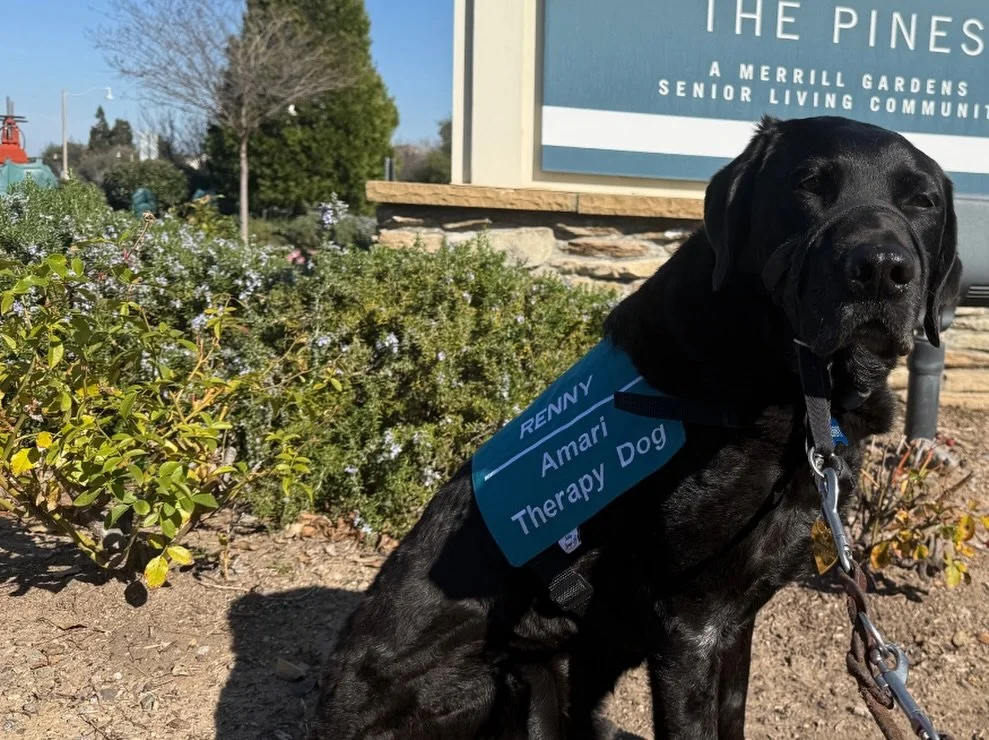 Hard at work! Meet our newest employer Renny, Amari&rsquo;s Therapy dog.

At Amari Home Health and Hospice, our certified therapy dog Renny brings unconditional love and comfort helping ease anxiety, reduce loneliness, and spark joyful moments for pa