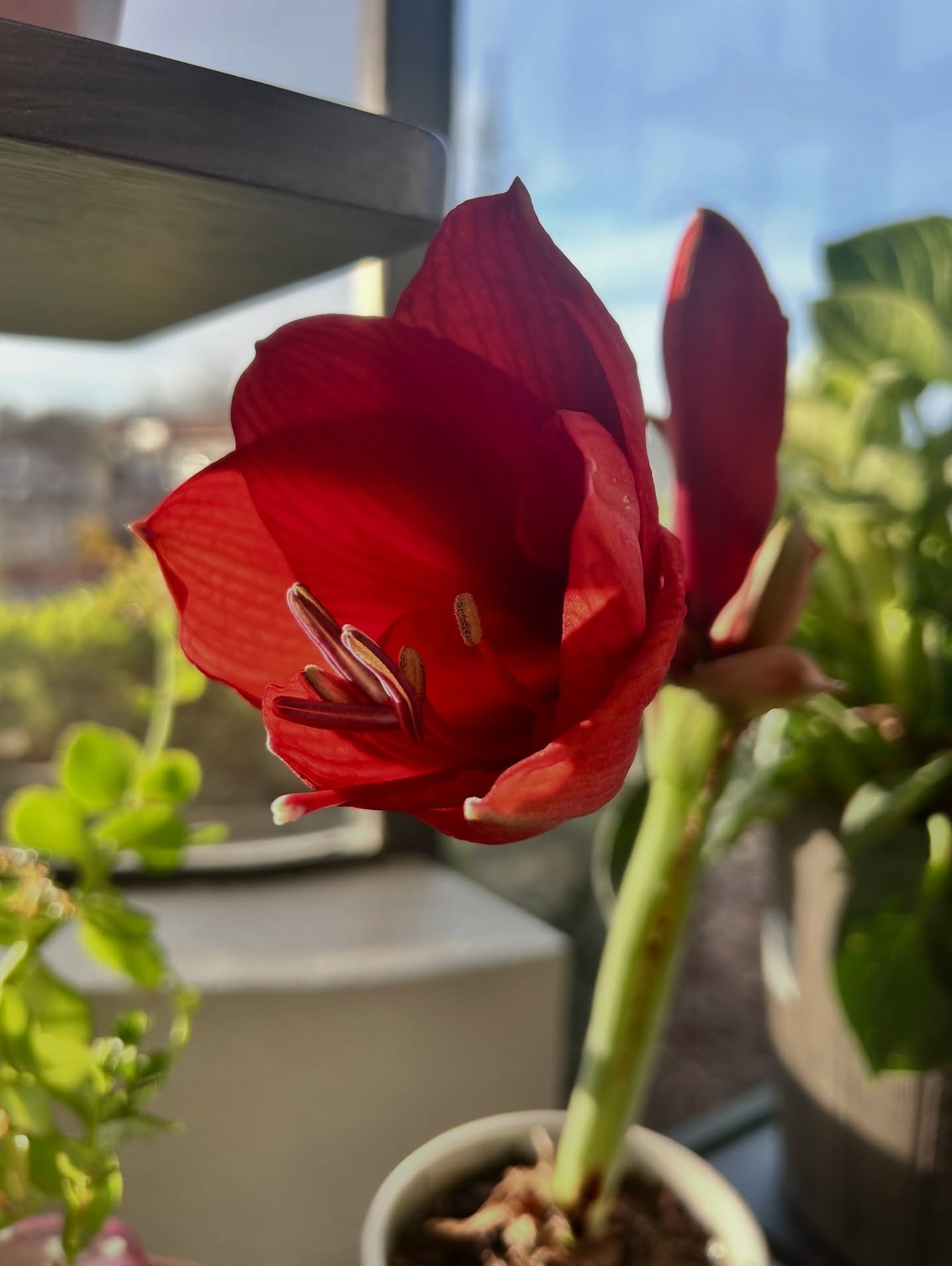 Spring always finds a way 🌷

Just like this Amaryllis pushing into full bloom, this season reminds us that fresh starts are always possible. In home health and hospice, we witness renewal in so many ways. We see new beginnings, meaningful moments, a