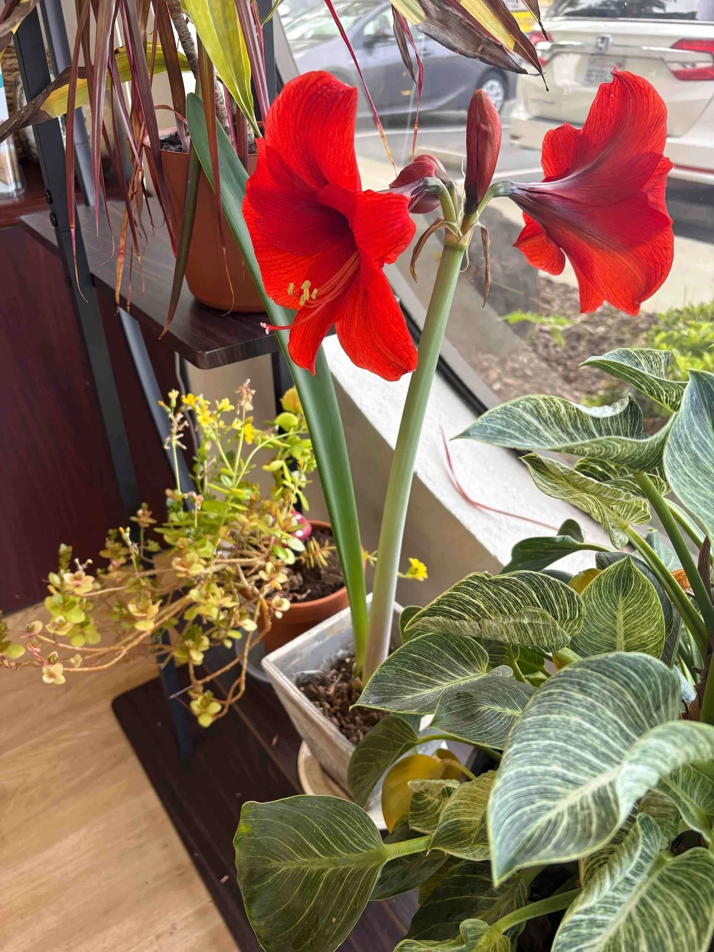 Just when we thought it was done blooming&hellip; it surprised us again. 🌺

This amaryllis looked like it had faded away, but with a little patience and care, it came back with the most beautiful red blooms. It&rsquo;s a reminder we see often in the