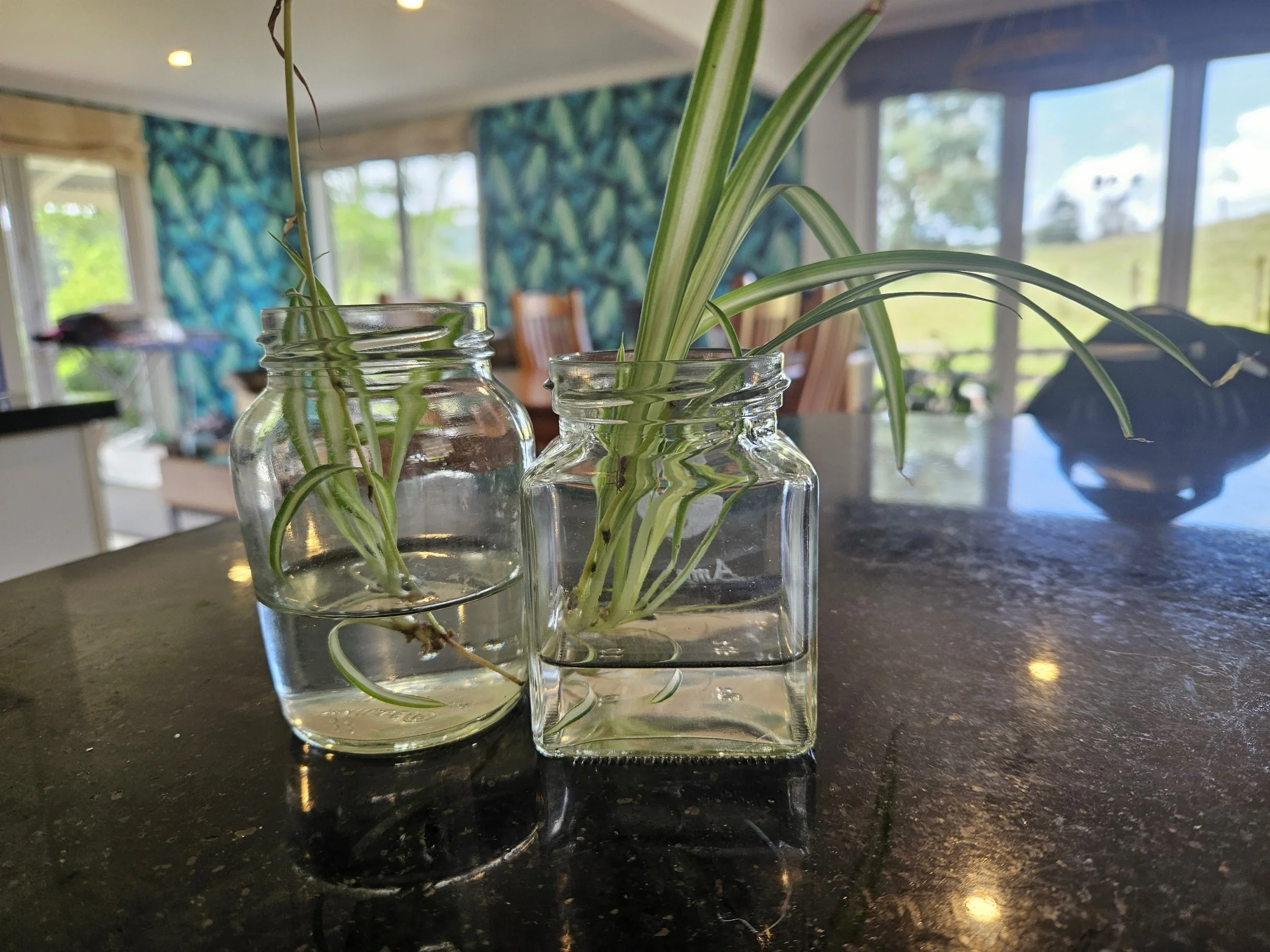 Spider plant babies in water