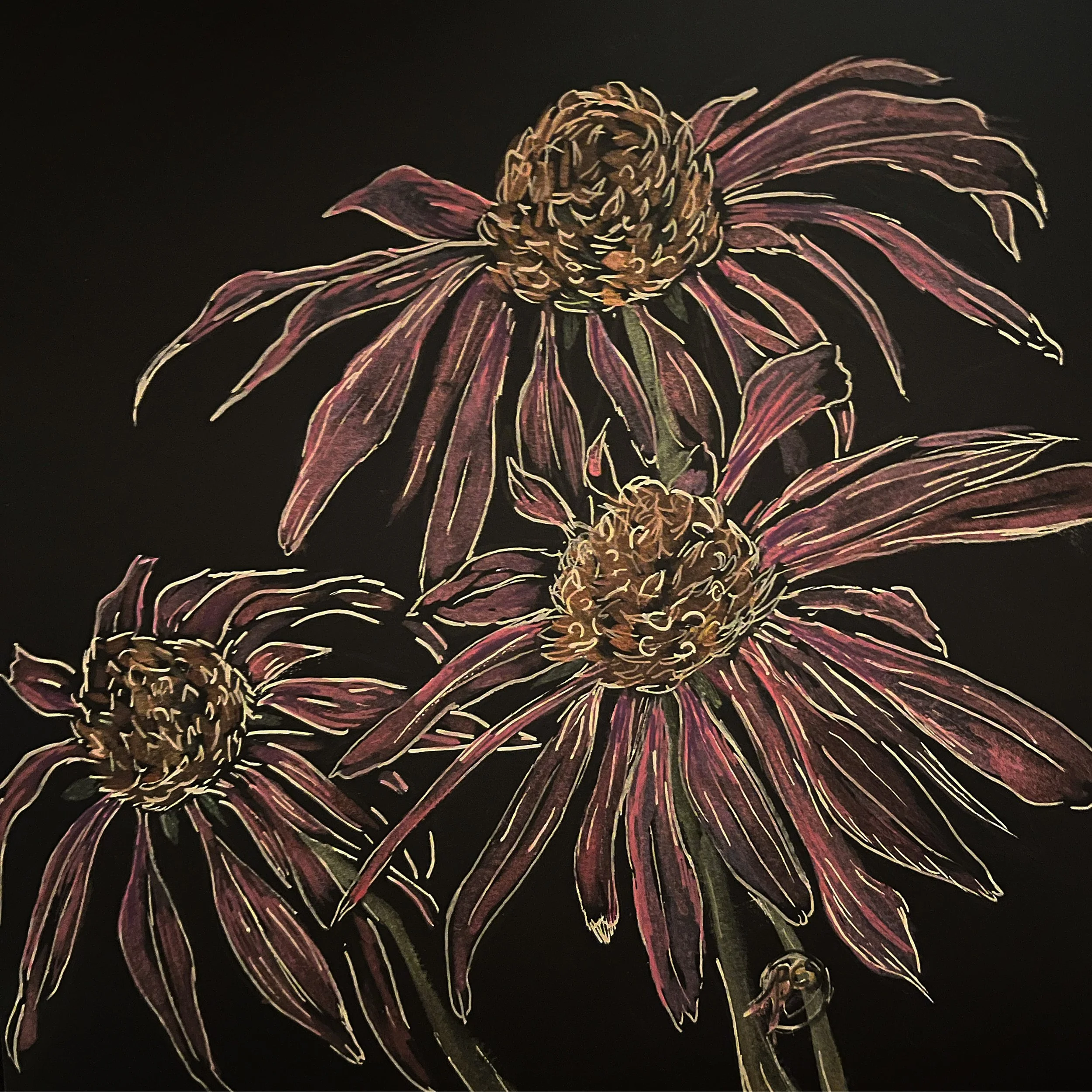 Echinacea