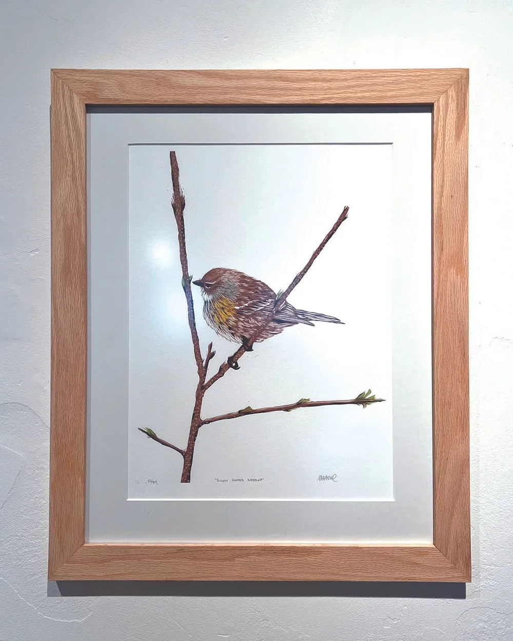 yellow rumped warbler.webp