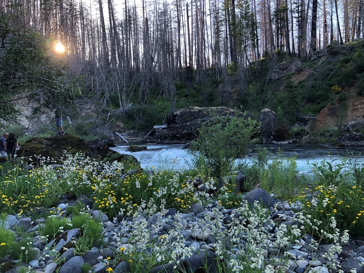 A scenic riverside view at sunset with a group of people exploring the rocky shoreline, surrounded by wildflowers and a forest of tall trees.
