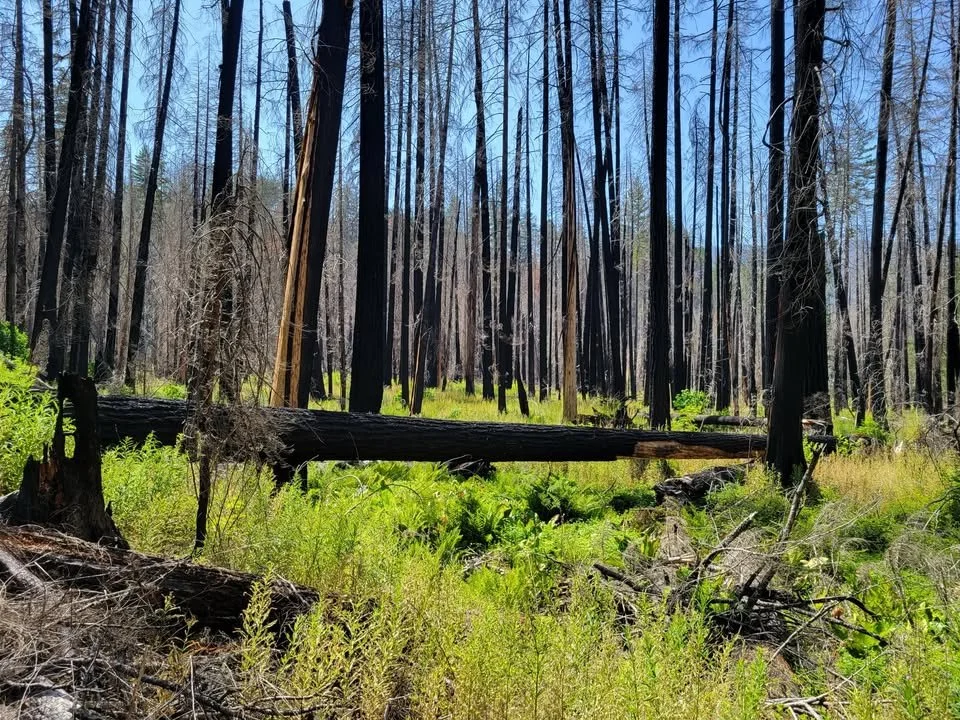 A forest with burnt black trees, fallen logs, and green undergrowth on a bright day.