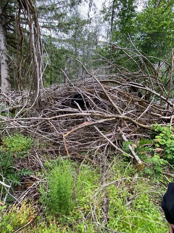 A fallen tree with many intertwining branches forming a dense tangle in a wooded area, with green foliage and grass in the foreground.