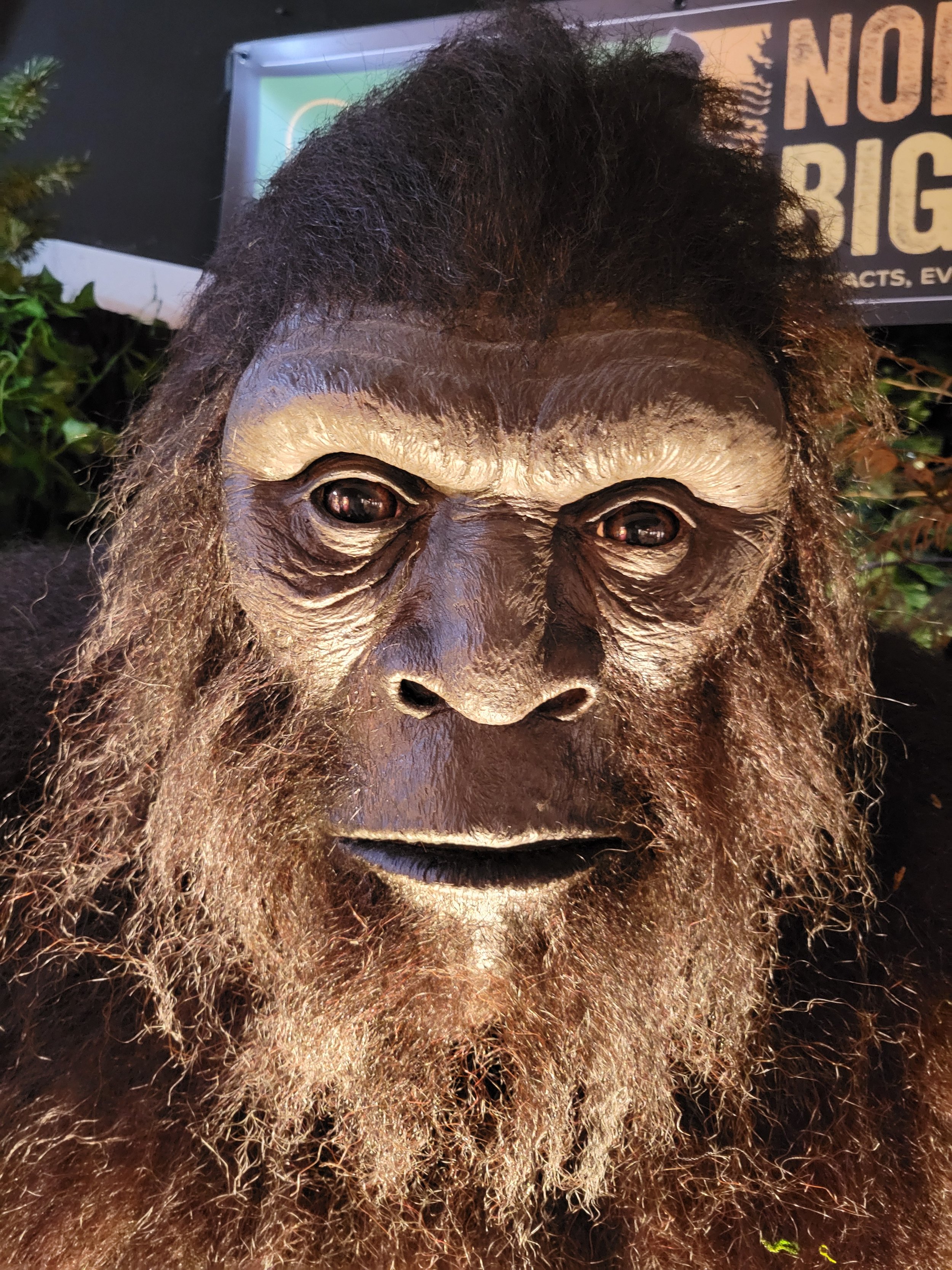 Close-up of a realistic bigfoot replica with dark hair and brown fur, with detailed facial features, set against a background with a sign and some foliage.