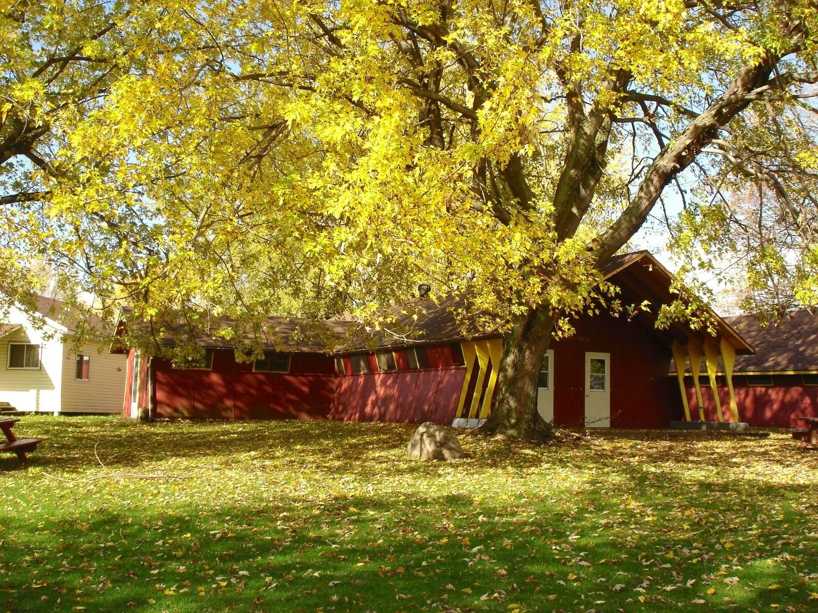 A large tree with yellow leaves in a backyard with a red building, fallen leaves on the grass, and a clear blue sky.