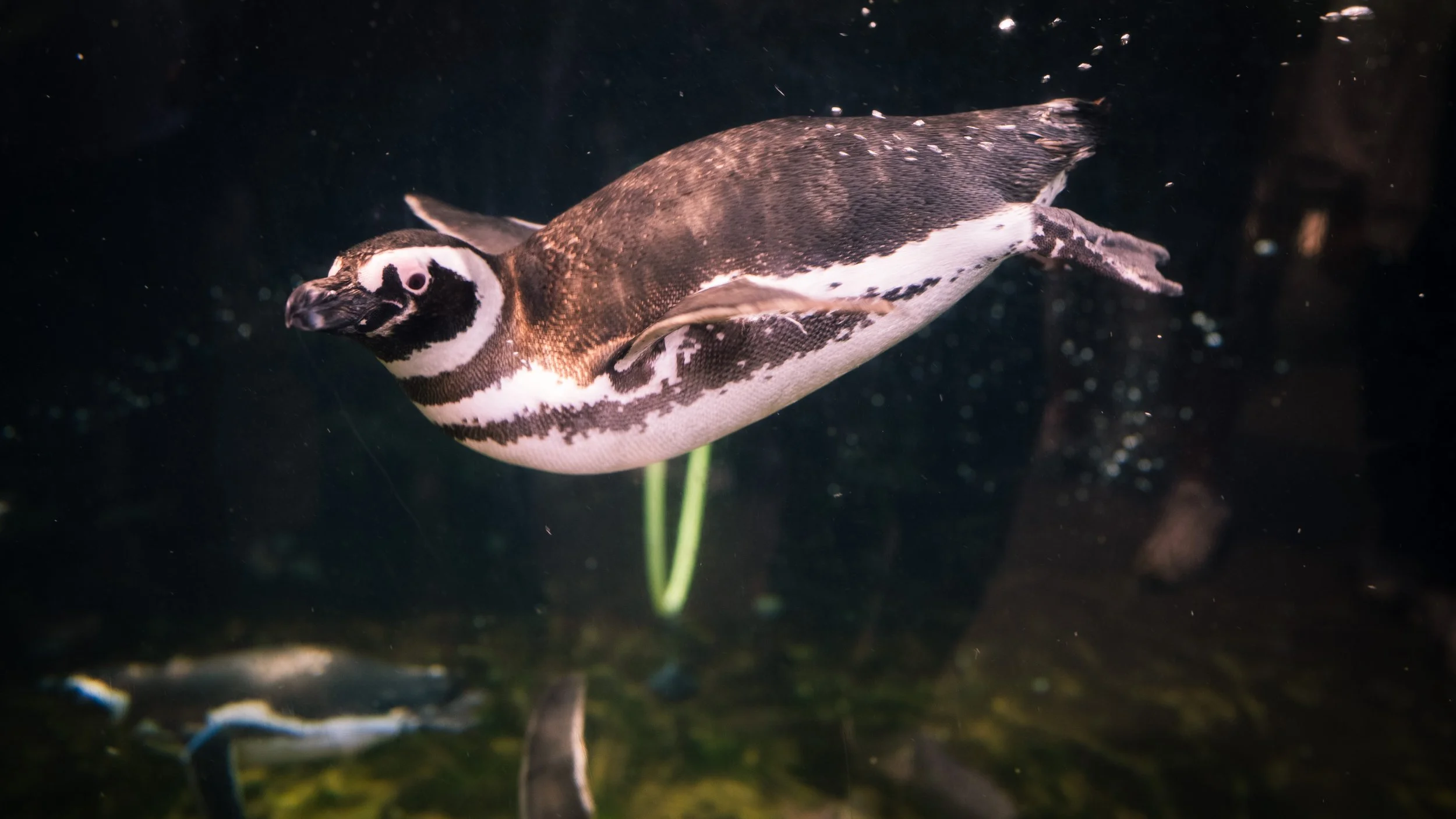 AQUARIUM OF THE PACIFIC