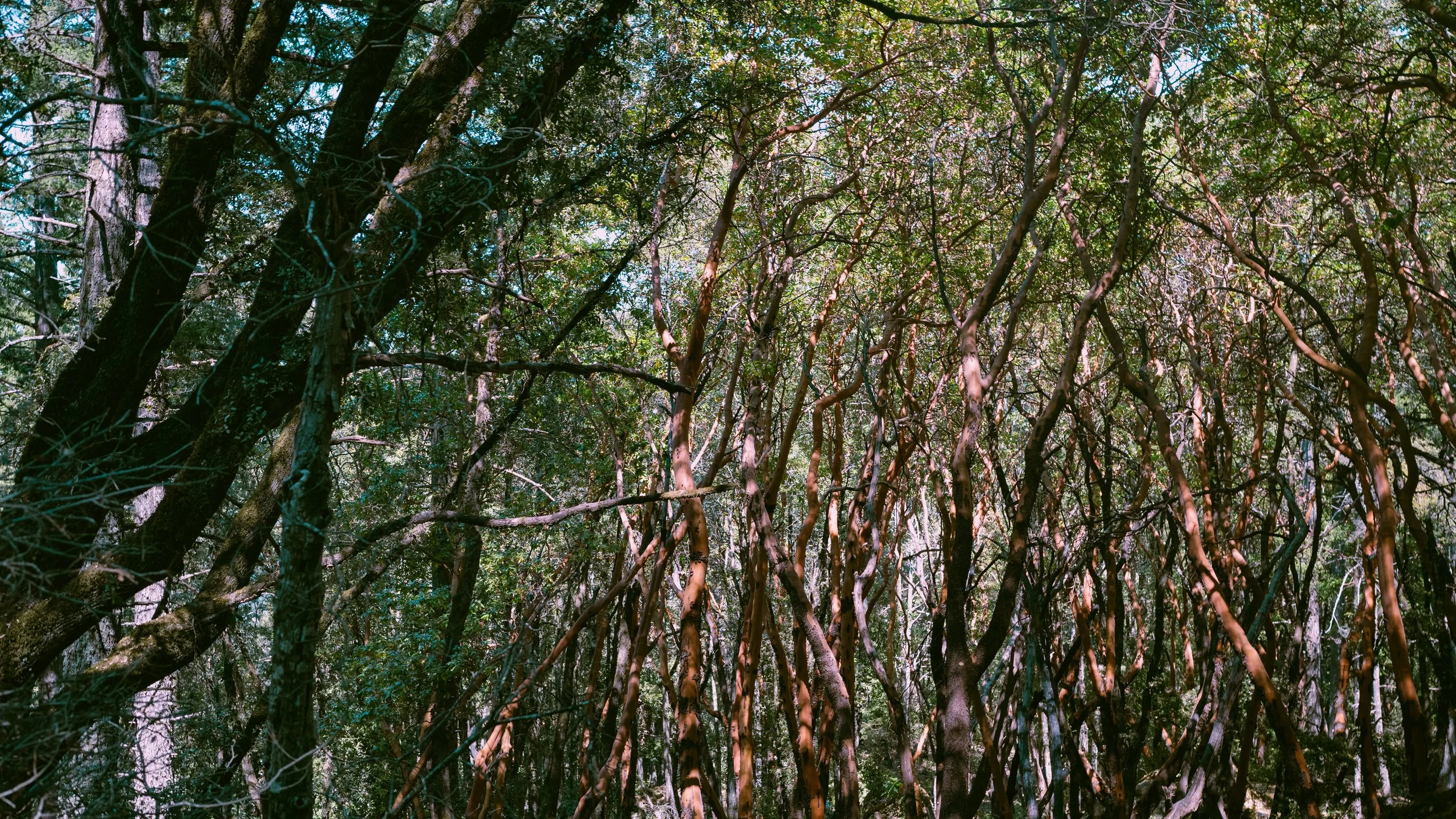 Forest -2.jpg